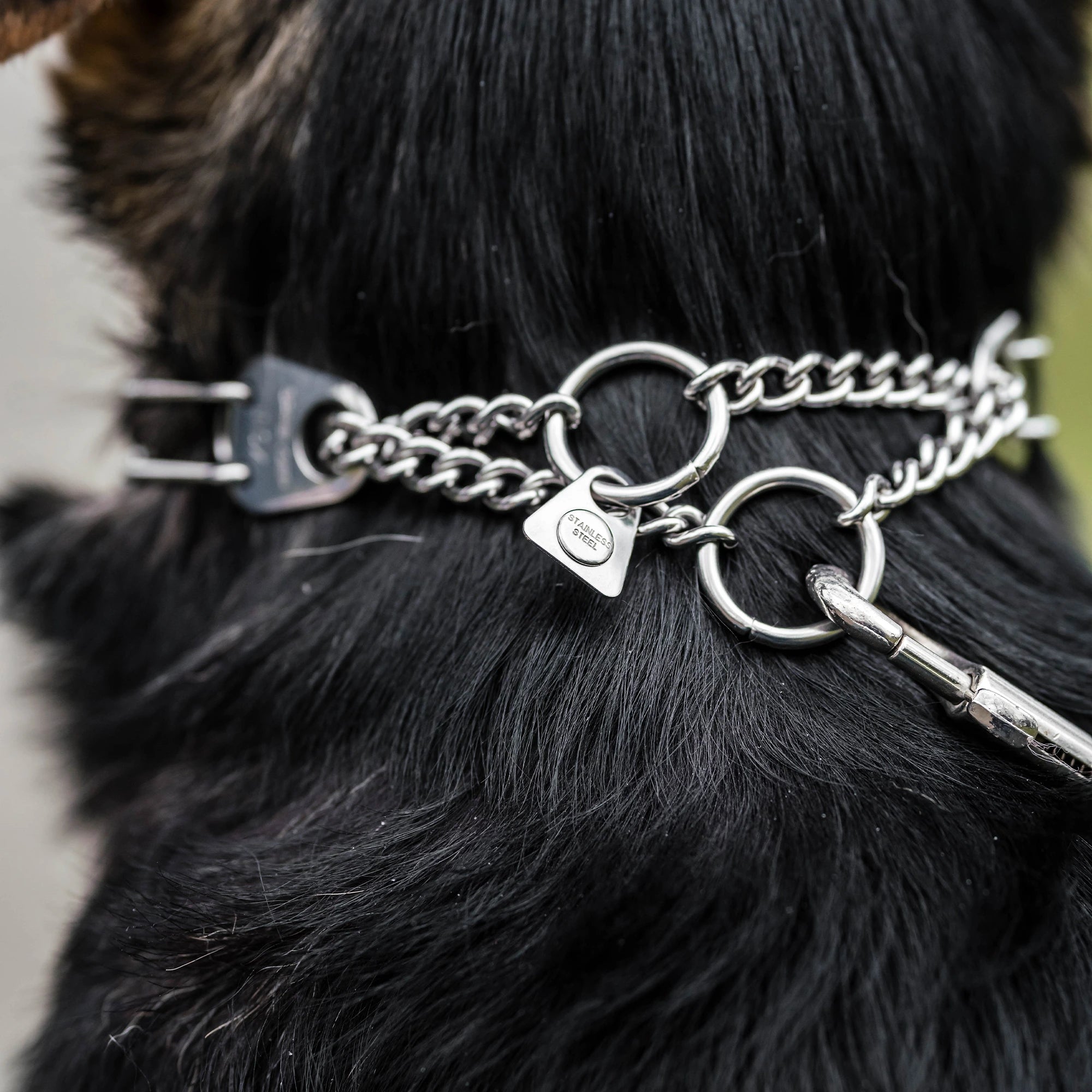Nahaufnahme des Stainless Steel Anhänger der Edelstahl Dressurhalskette mit Durchzugskette am Hund