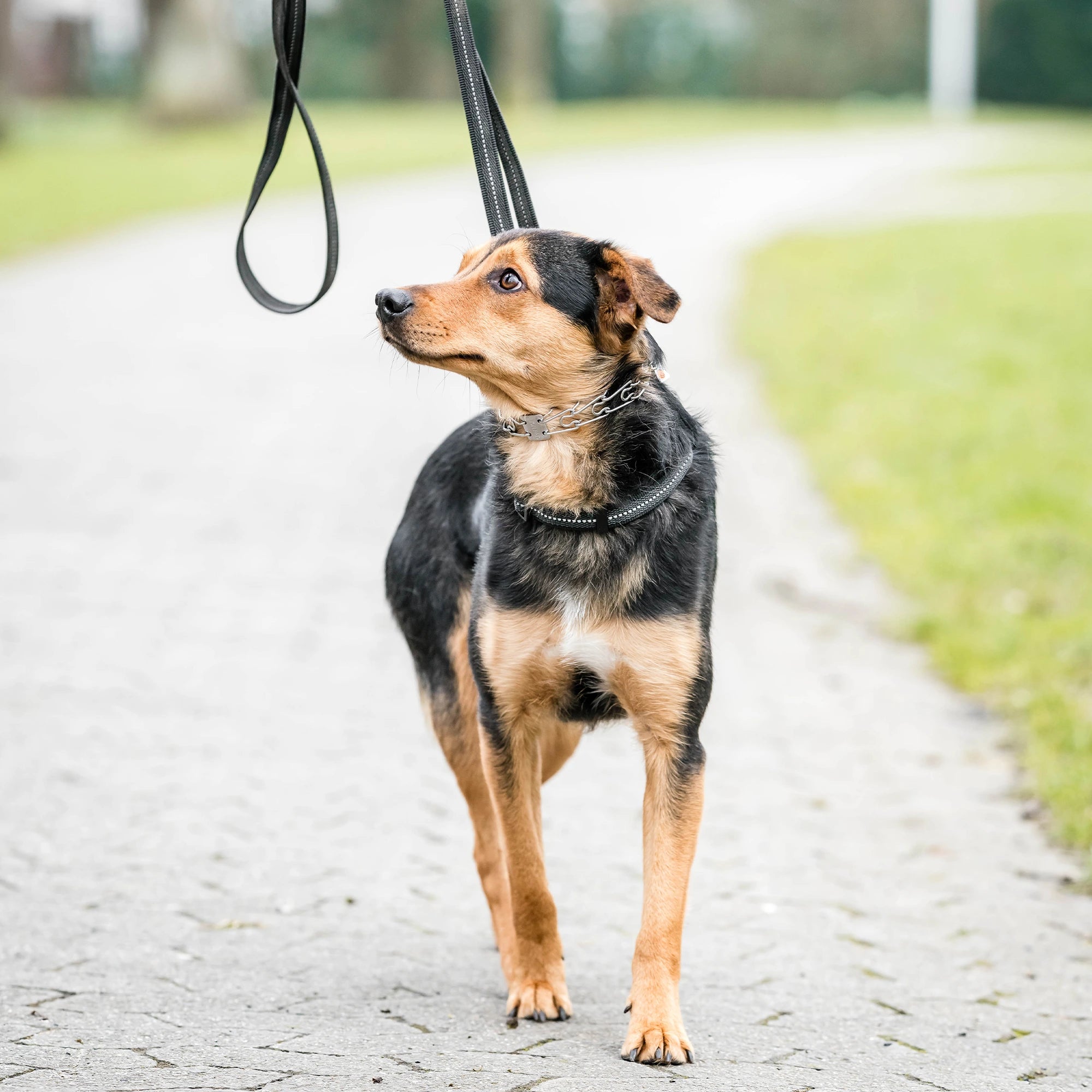 Hund mit Edelstahl Dressurhalskette und schwarzen Halsband auf dem Gehweg