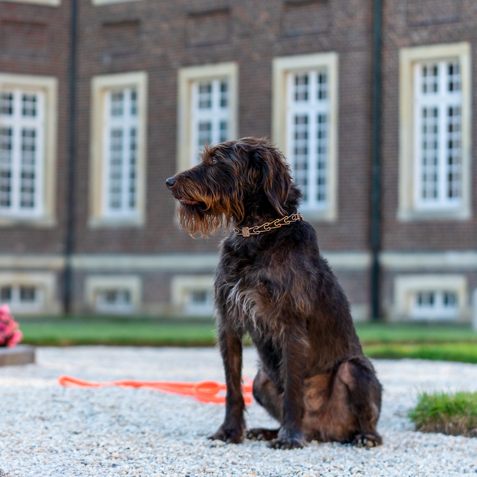 Hund mit Curogan Dressurhalskette im Schlossgarten