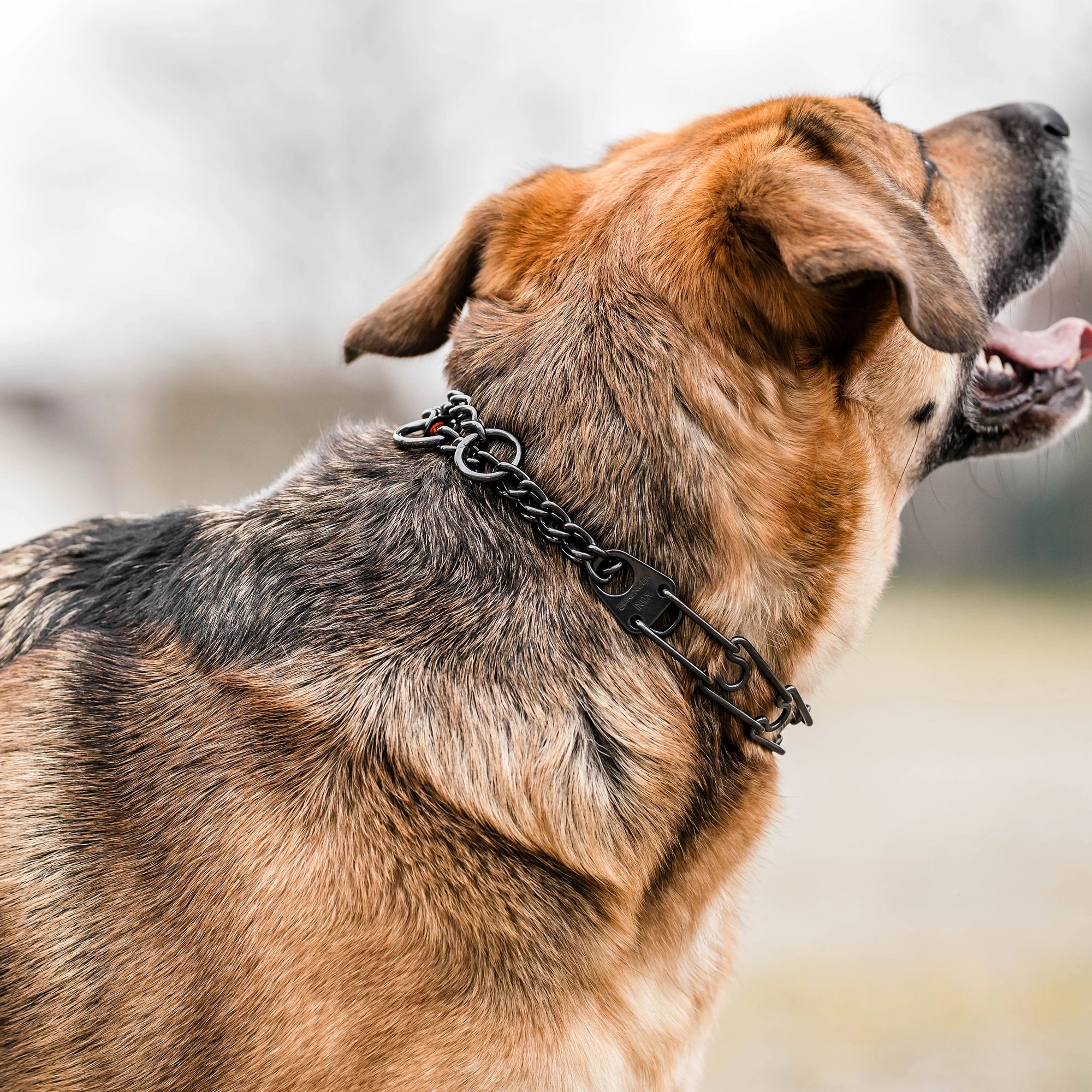 Hund mit schwarzen Edelstahl Dressurhalskette