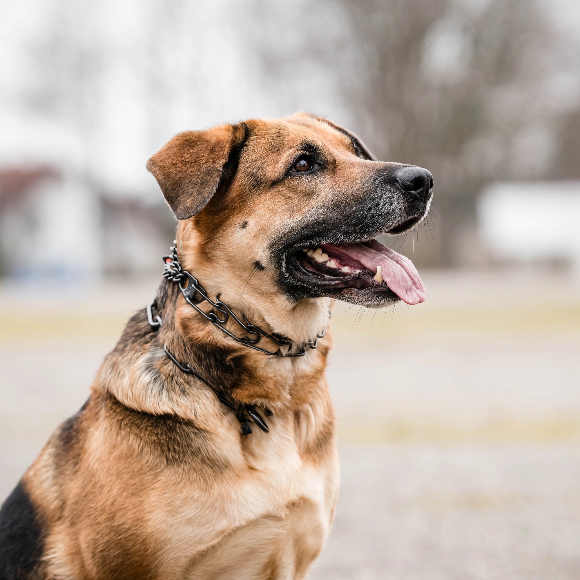 Hund mit schwarzer Edelstahl Dressurhalskette und schwarzen Edelstahl Kettenhalsband