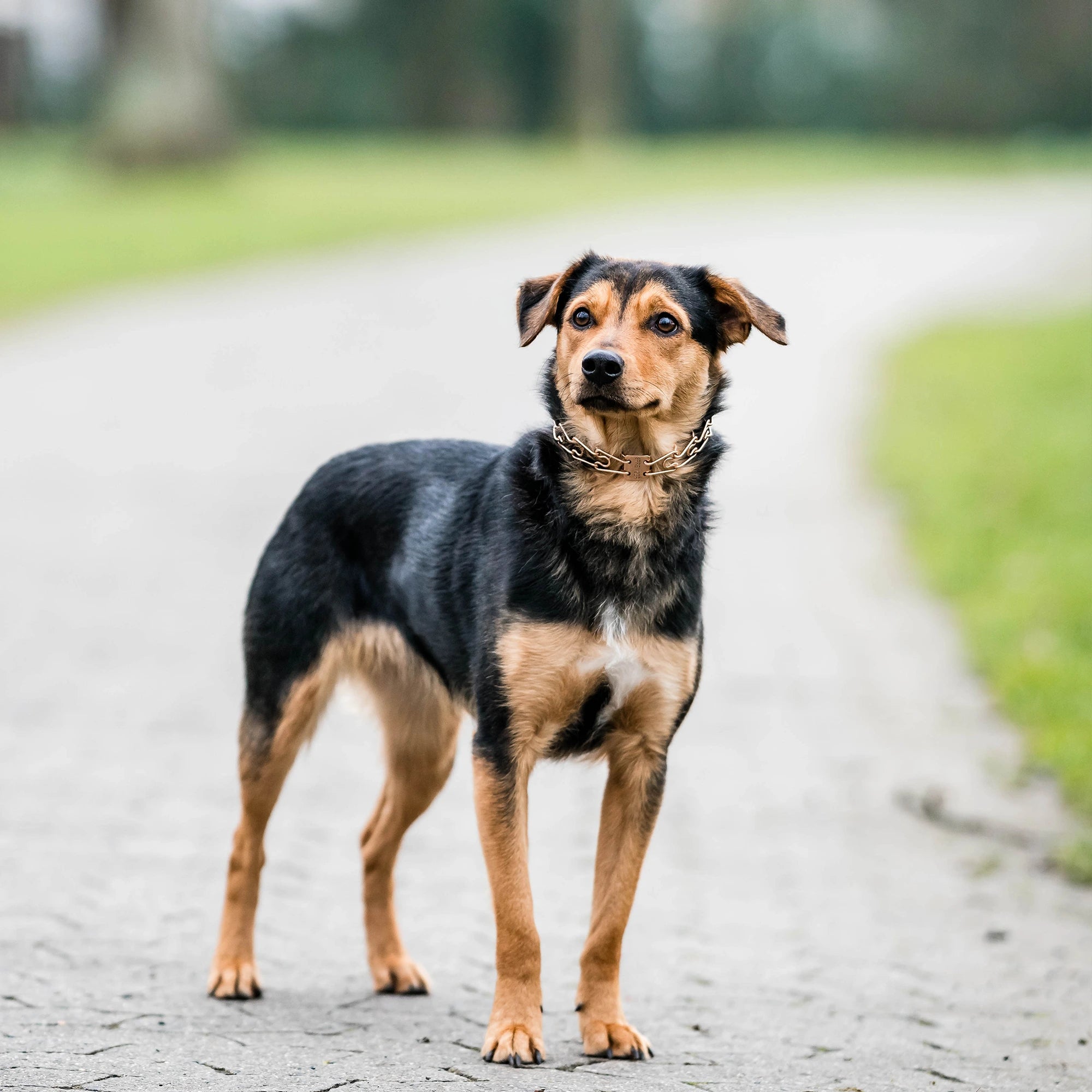 Hund mit Curogan Dressurhalskette auf dem Geheg