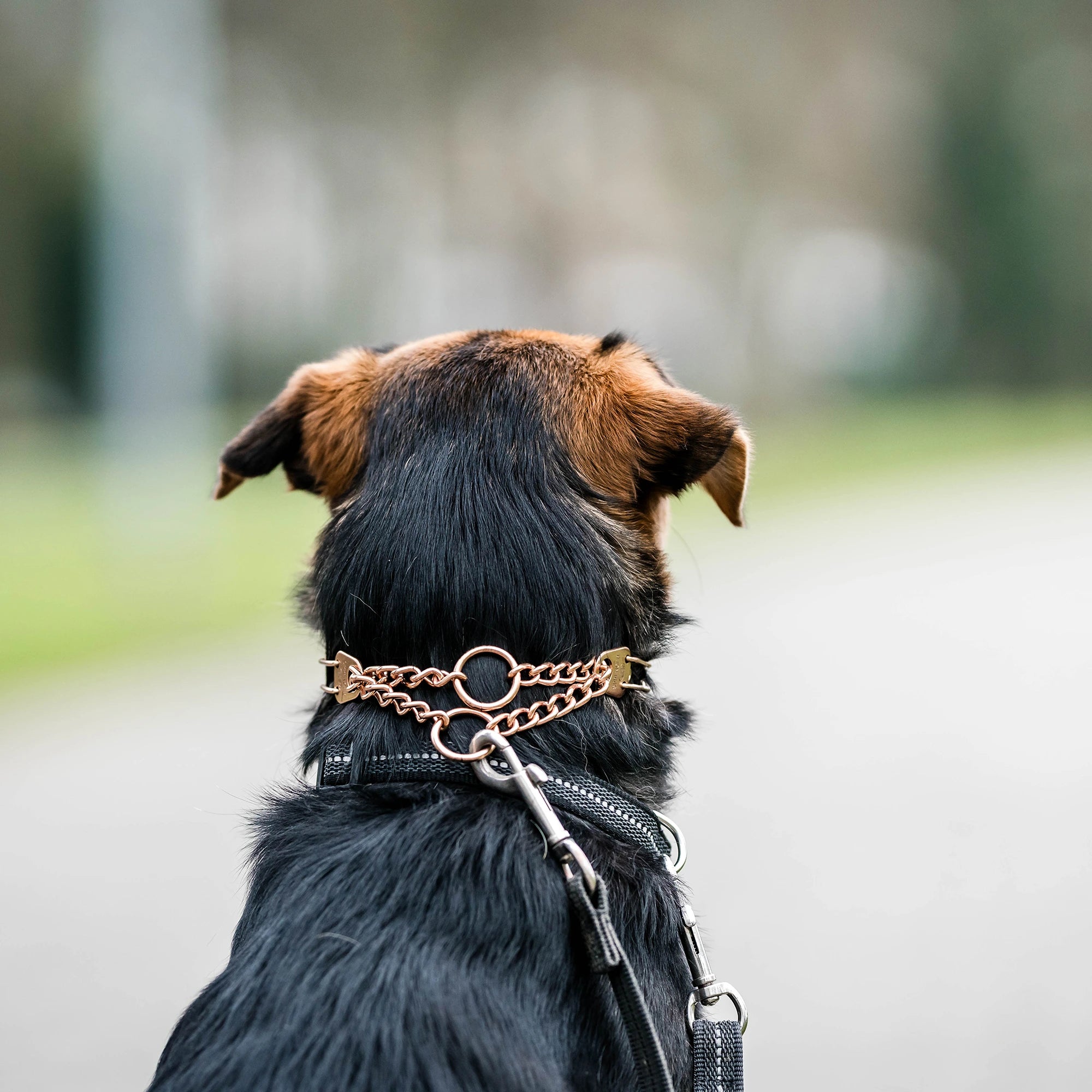 Hund mit Curogan Dressurhalskette und schwarzen Halsband