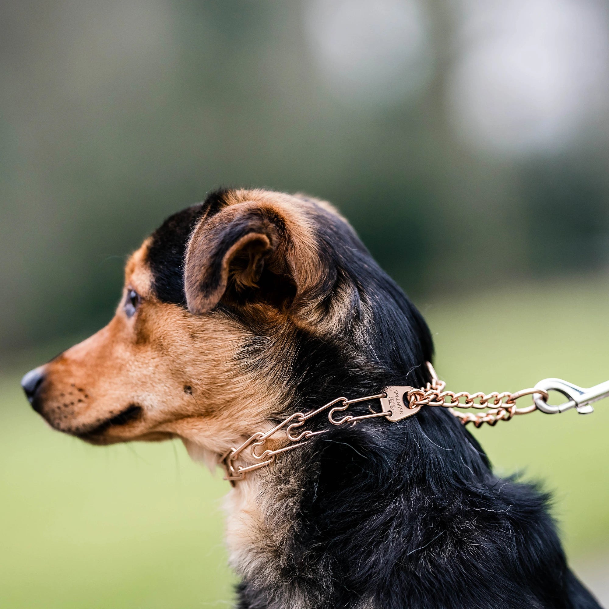 Hund mit Curogan Kettenhalsband