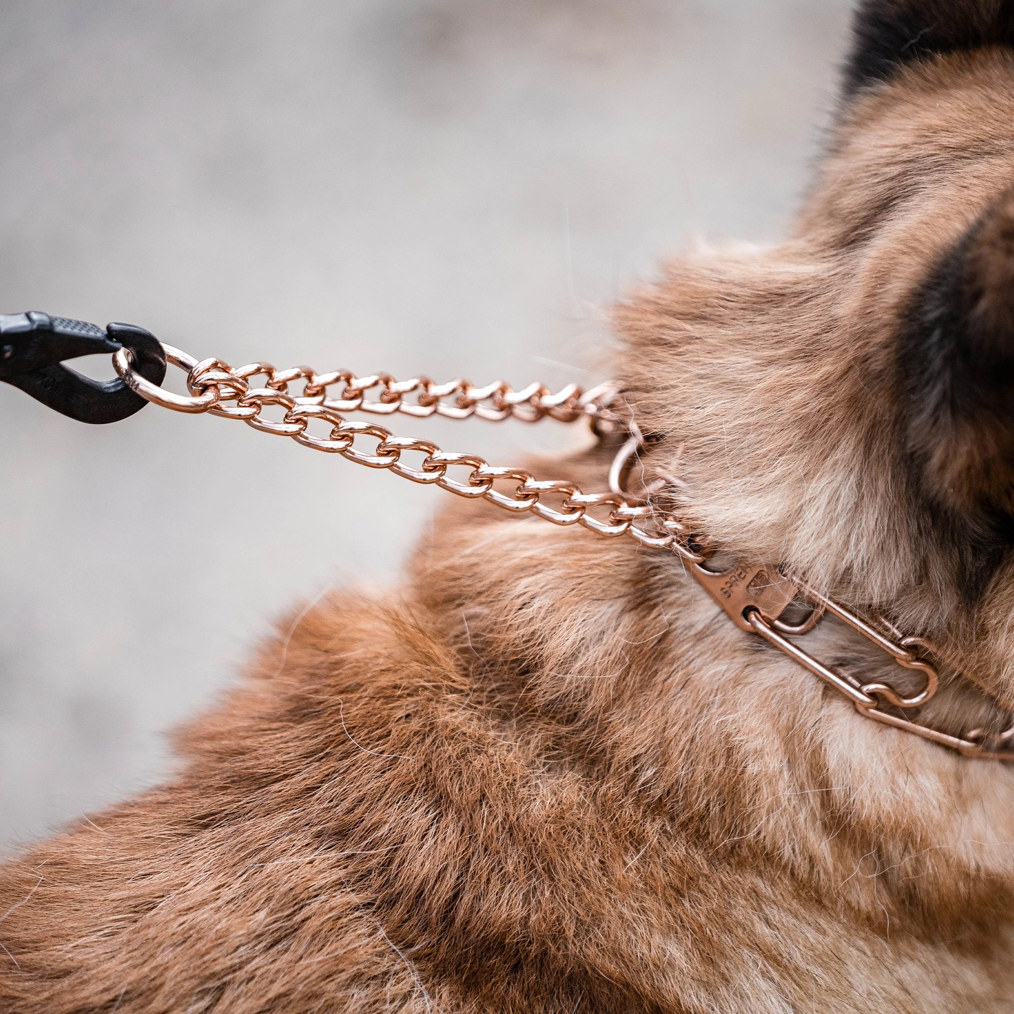 Nahaufnahme der Zugbegrenzung der Curogan Dressurhalskette am Hund
