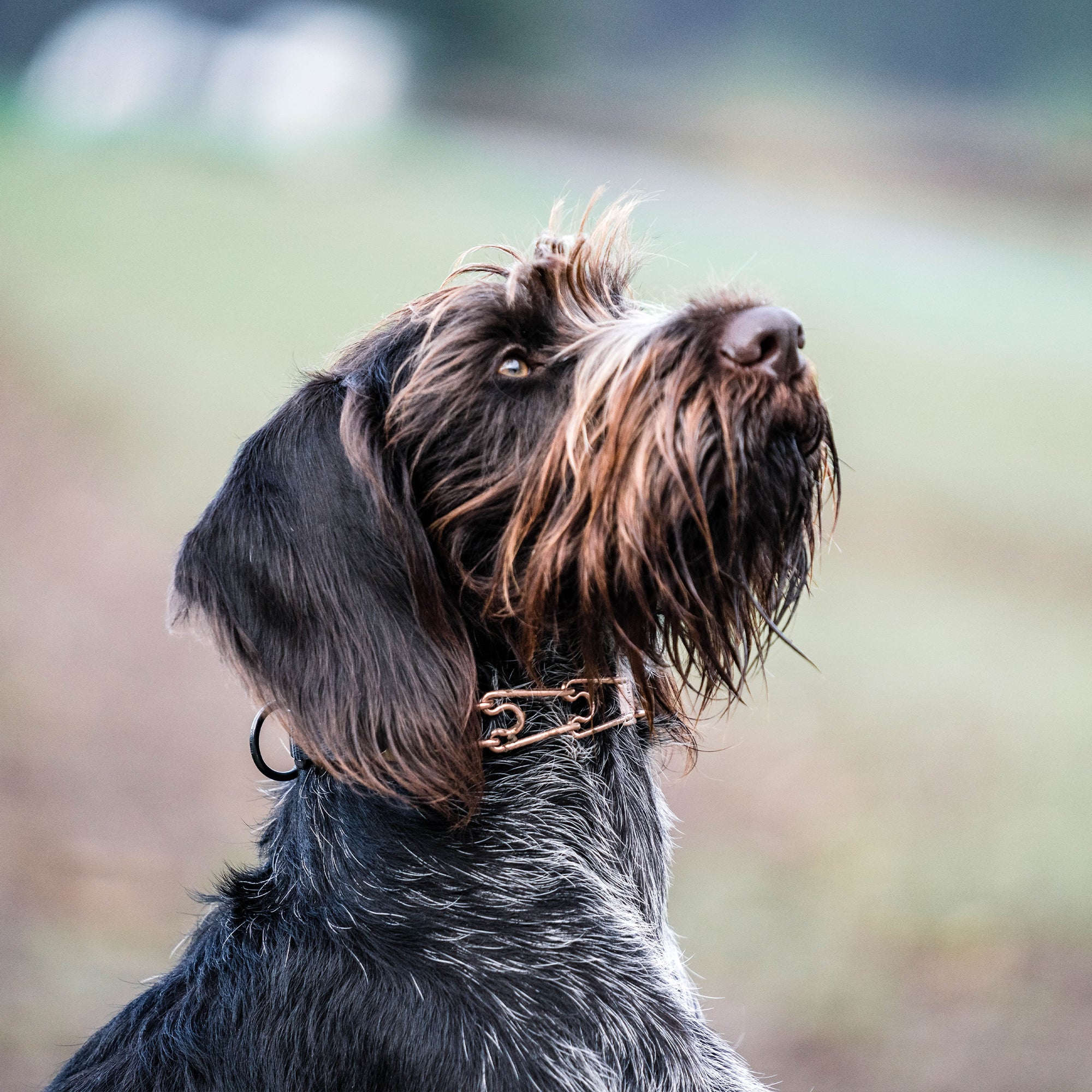 Hund mit Curogan Dressurhalskette