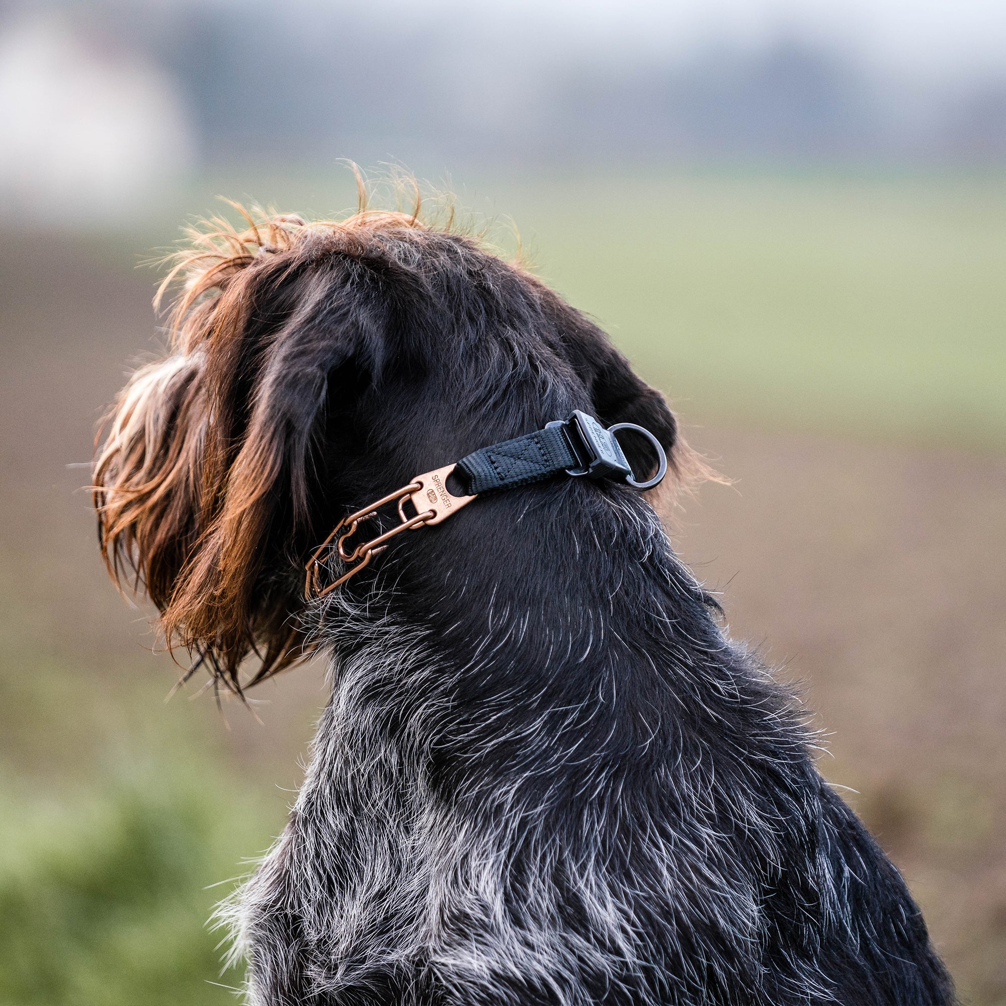 Hund mit Curogan Dressurhalskette