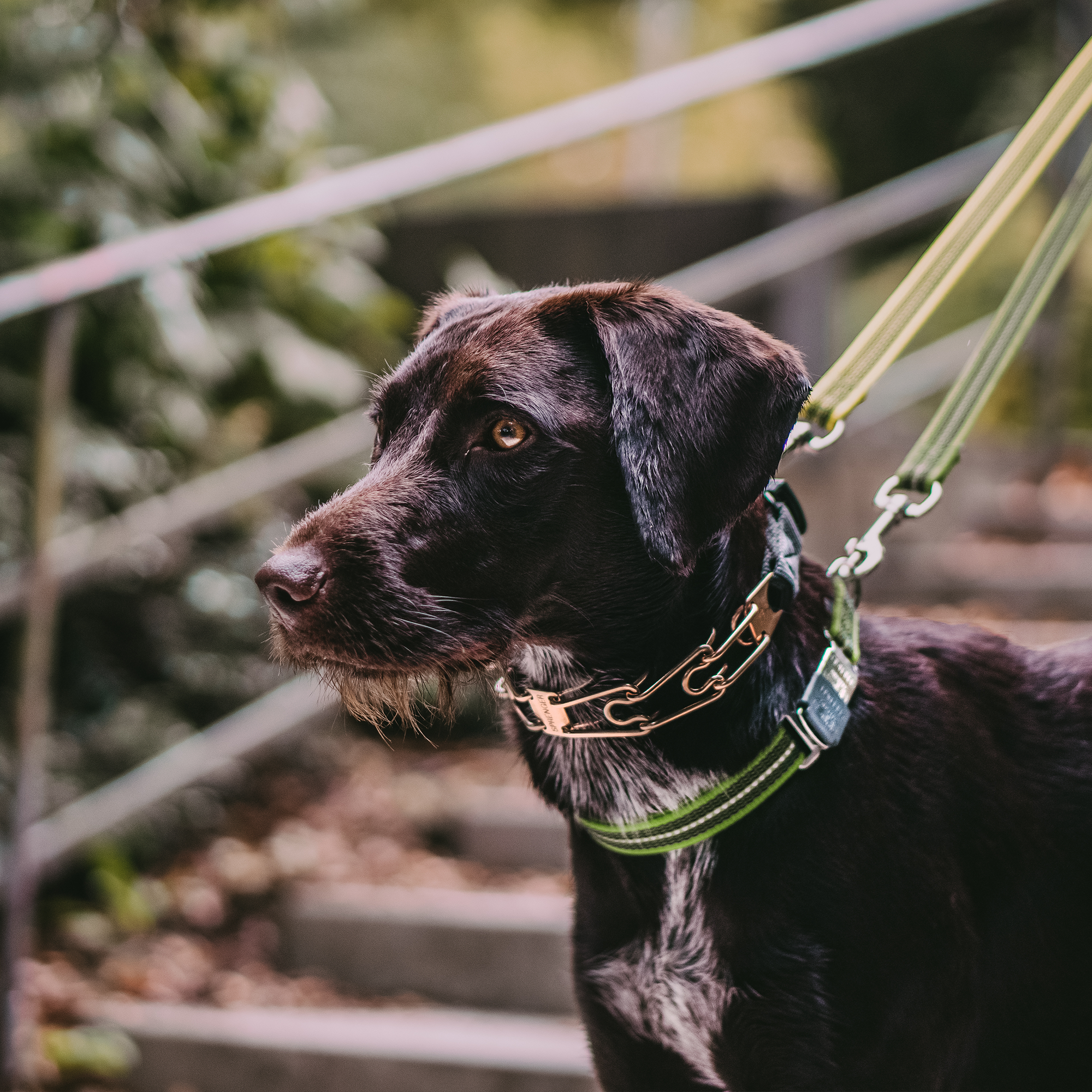 Hund mit Curogan Dressurhalskette und grünen Halsband