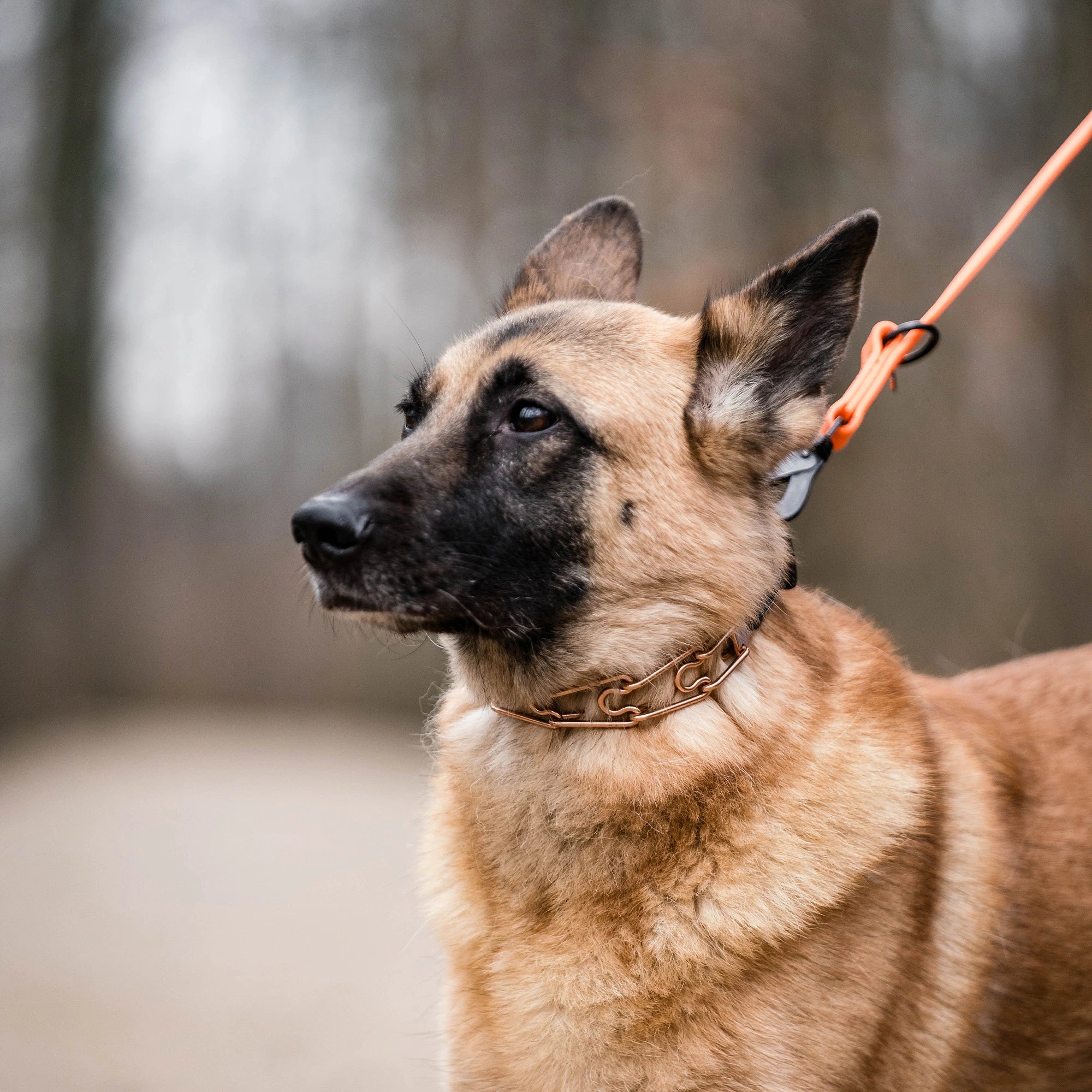Hund mit Curogan Dressurhalskette an orangener Biothane Leine