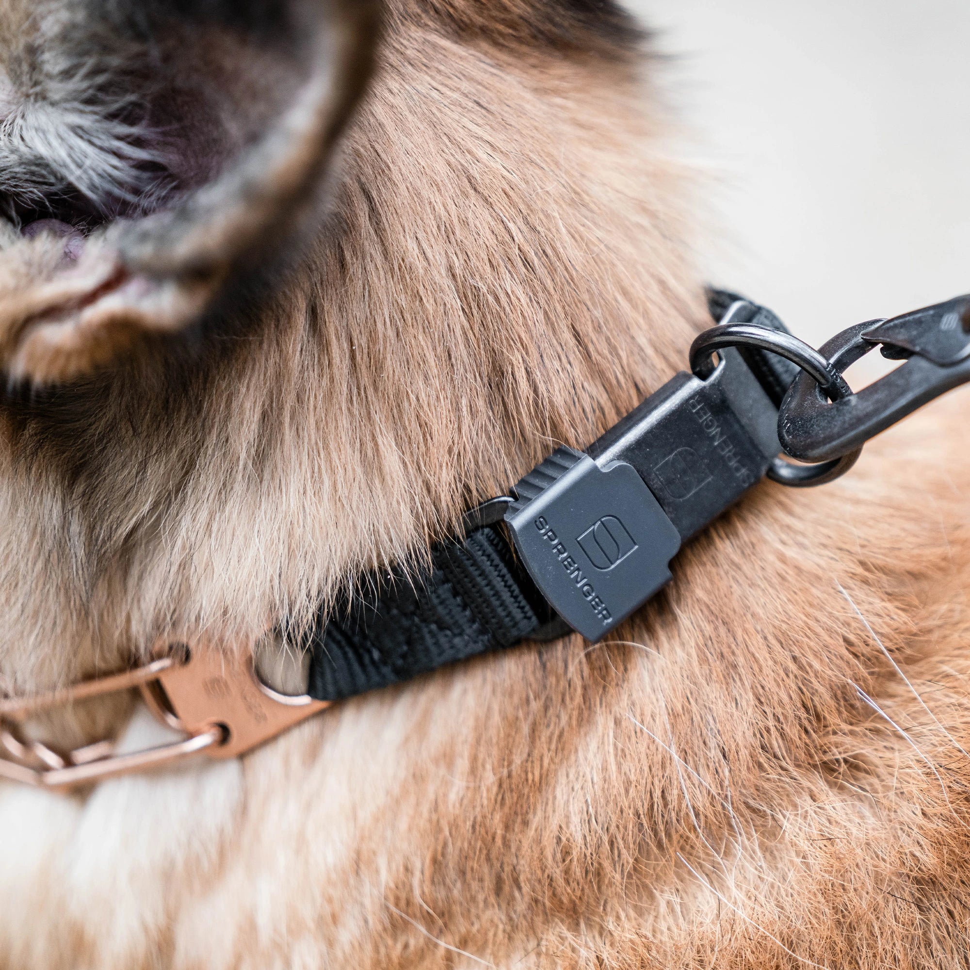 Nahaufnahme ClicLock matt schwarz am Hund