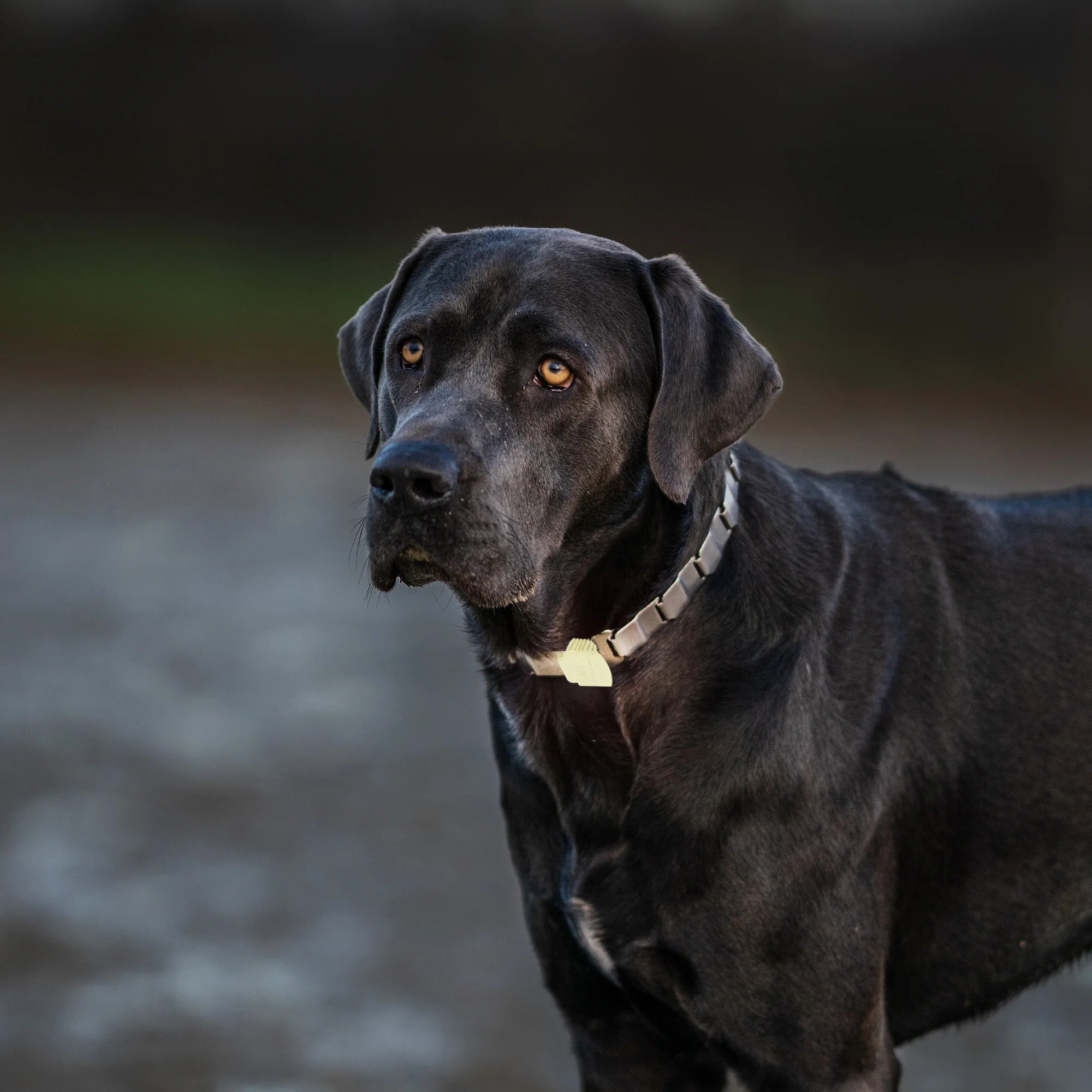 schwarzer Hund mit NeckTech Fun fluoreszierend Halsband
