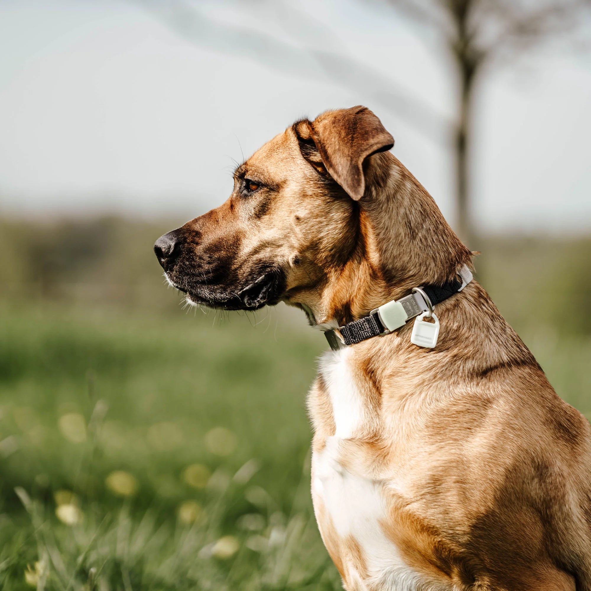 Hund mit NeckTech Fun Halsband