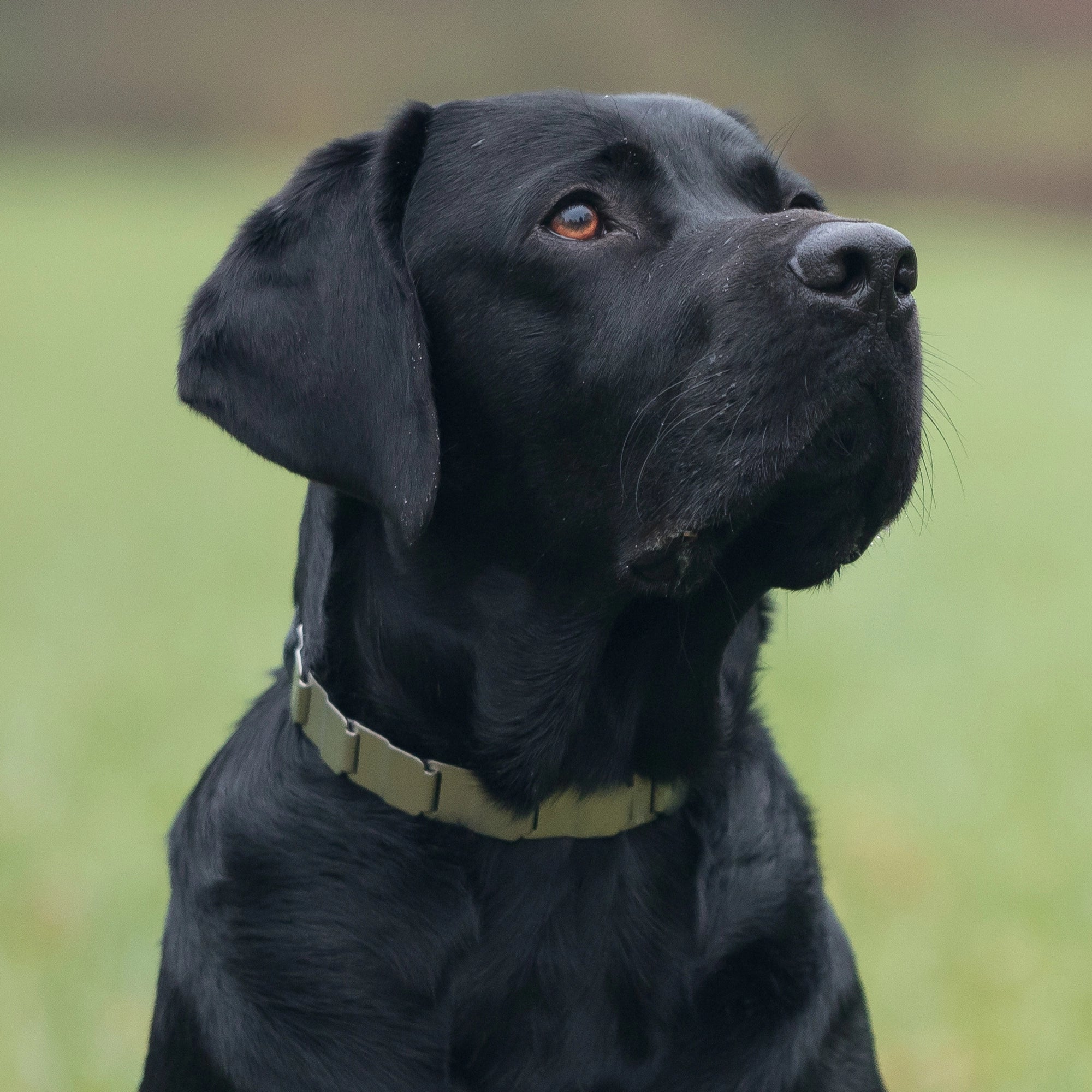 schwarzer Hund mit NeckTech Fun Halsband