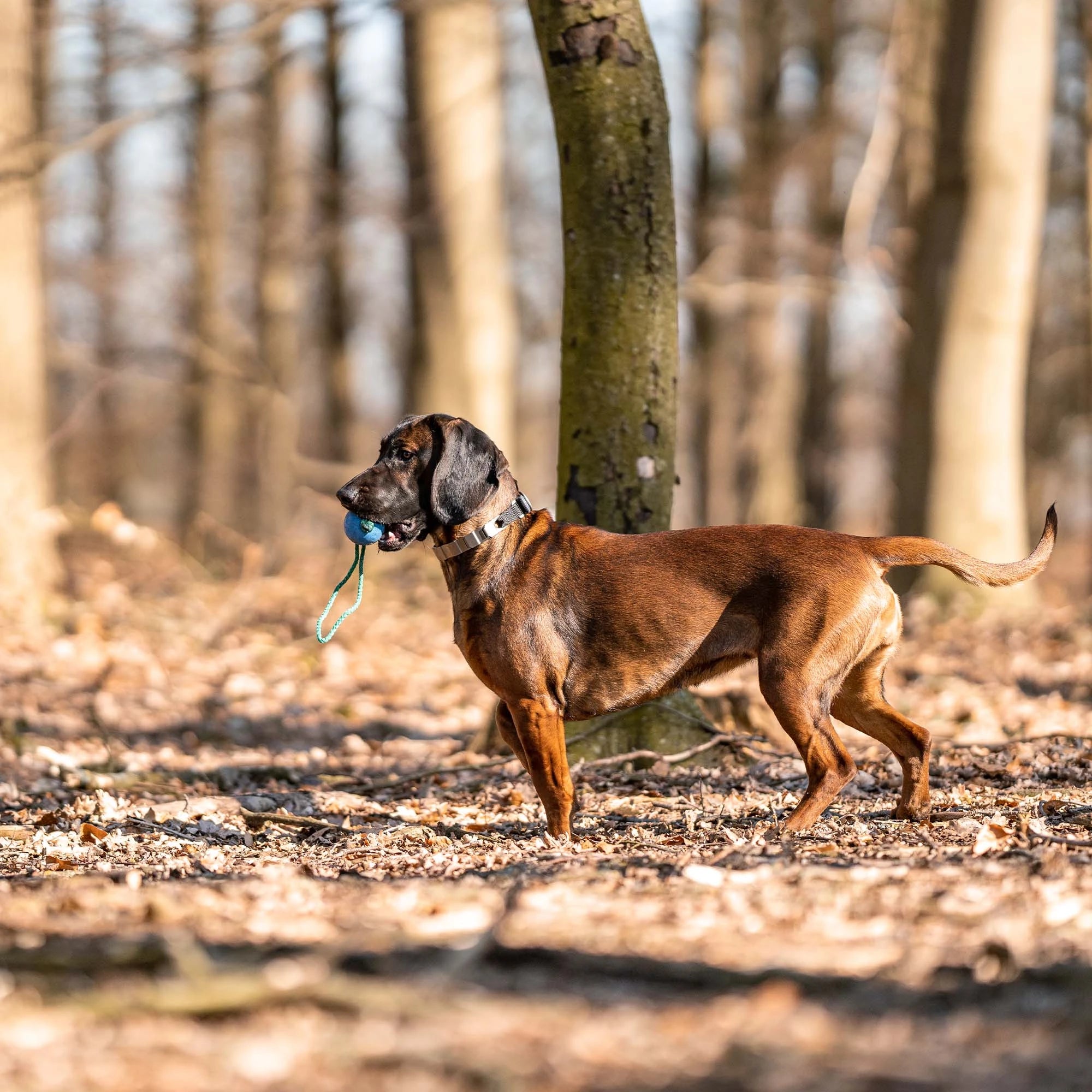 Hund mit NeckTech Fun Halsband und bunten Gummiball im Wald