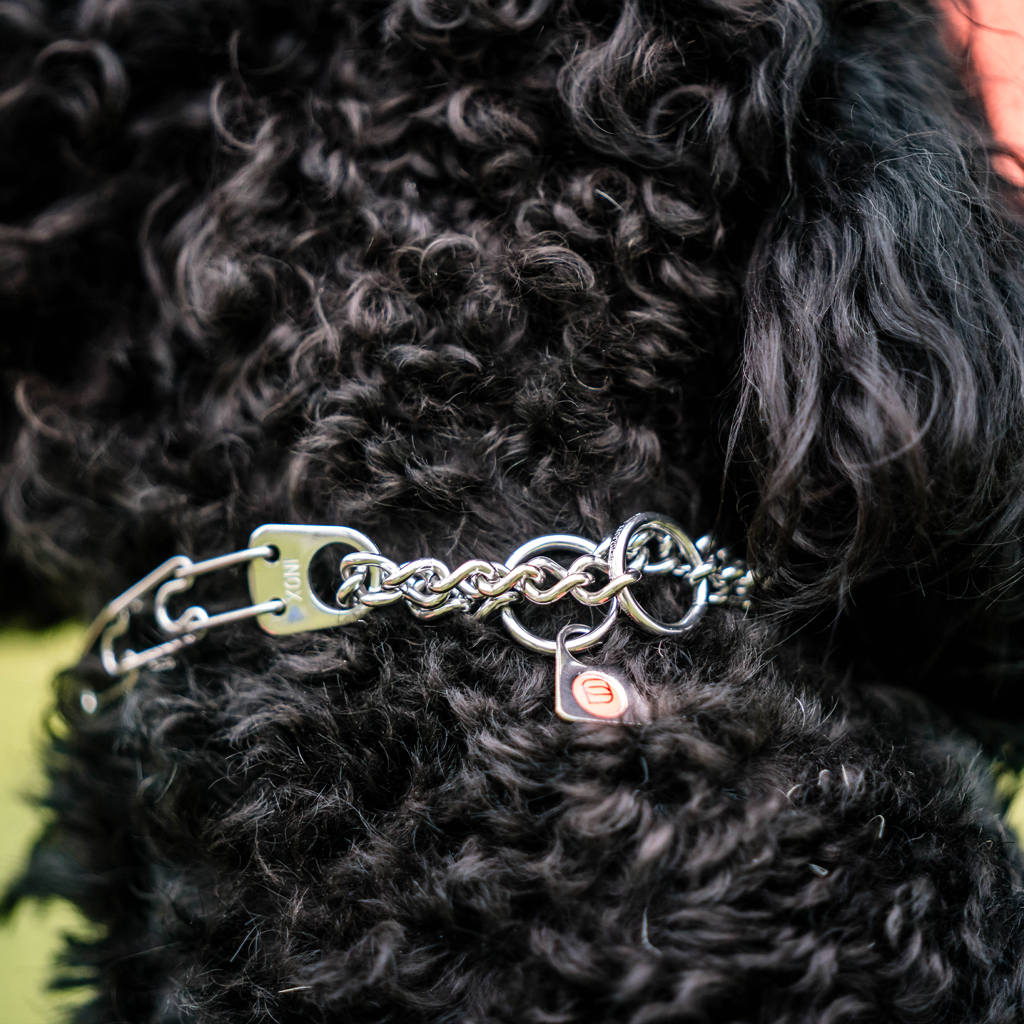 Nahaufnahme Edelstahl Dressurhalskette am Hund