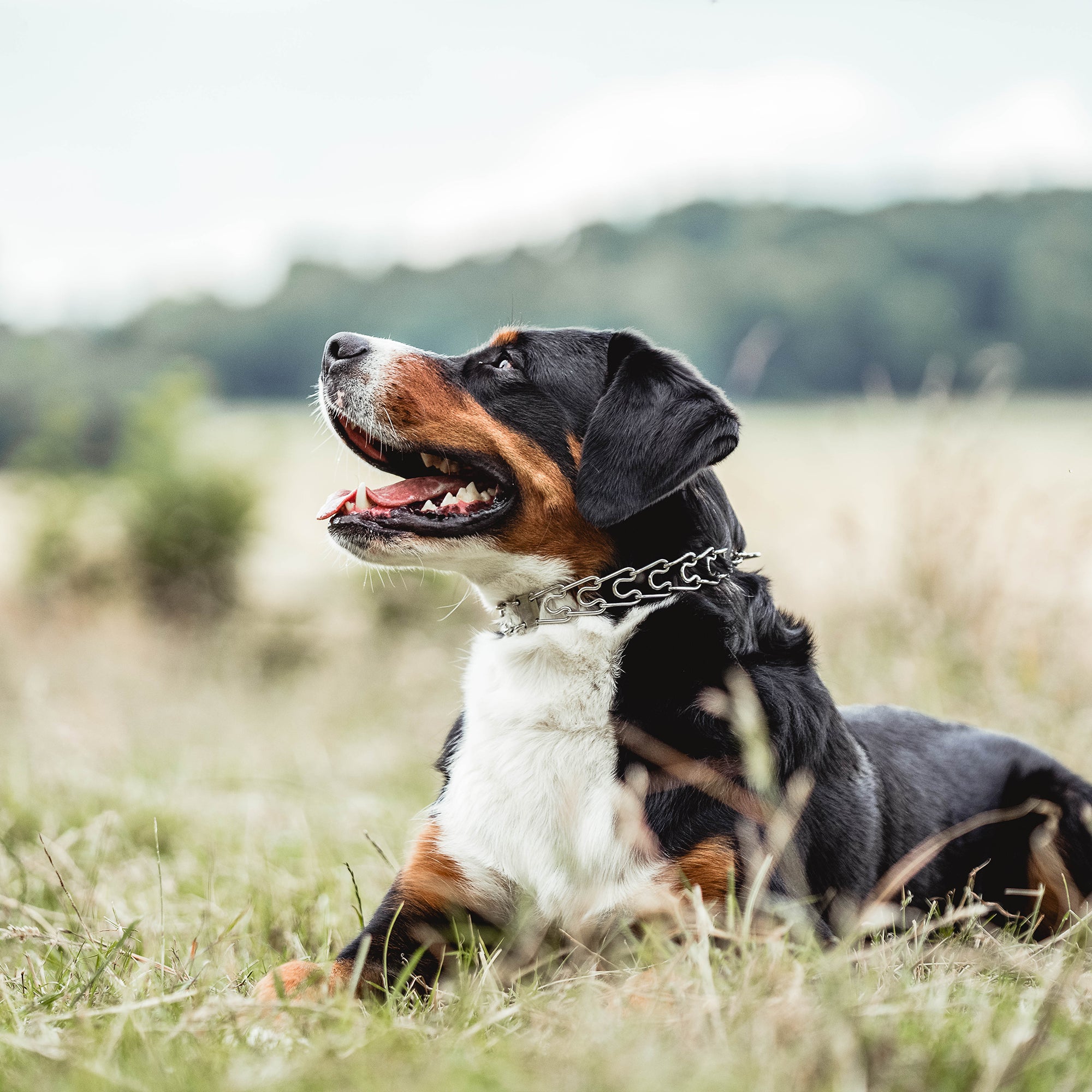 Hund mit Edelstahl Dressurhalskette auf der Wiese liegend