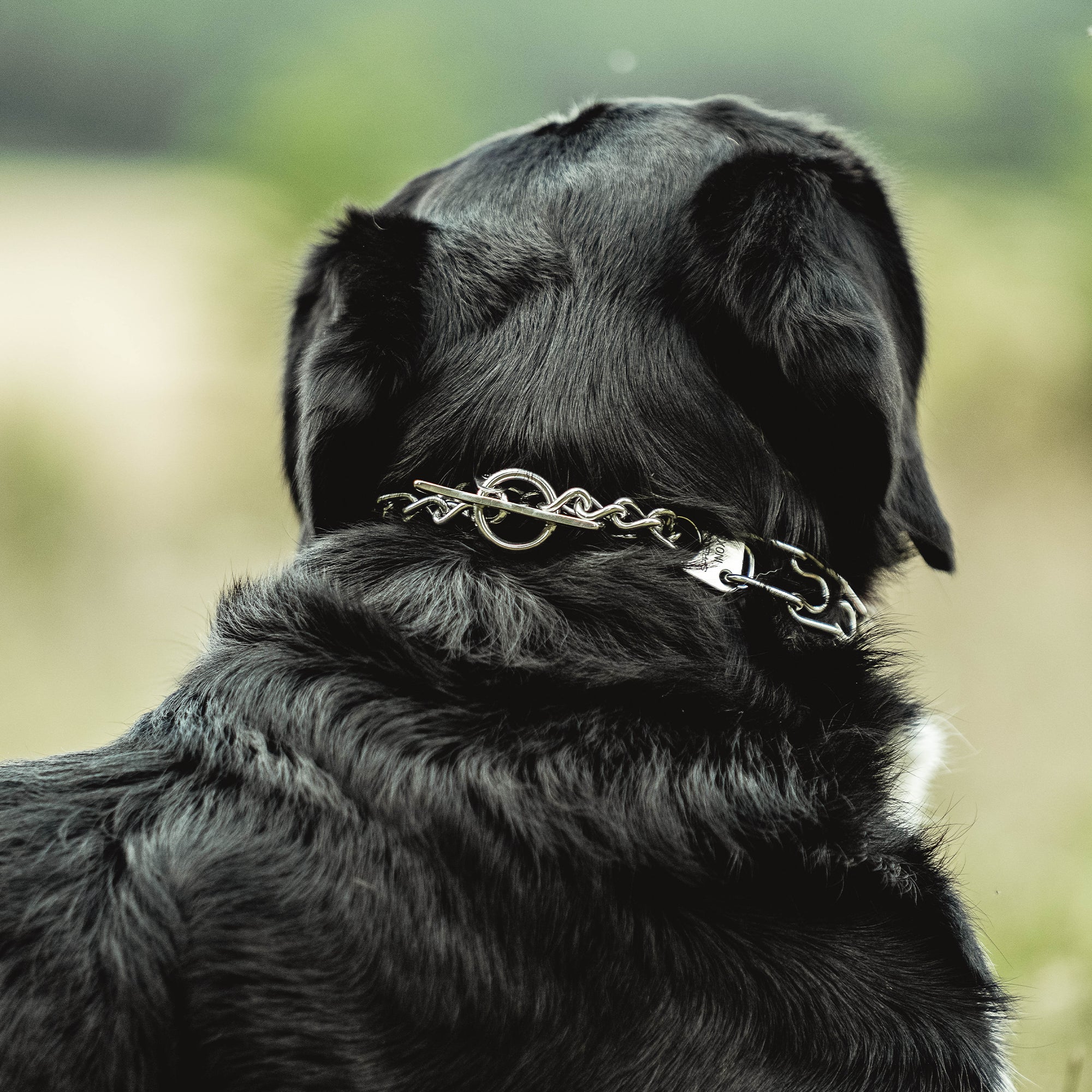 Hund mit Edelstahl Dressurhalskette