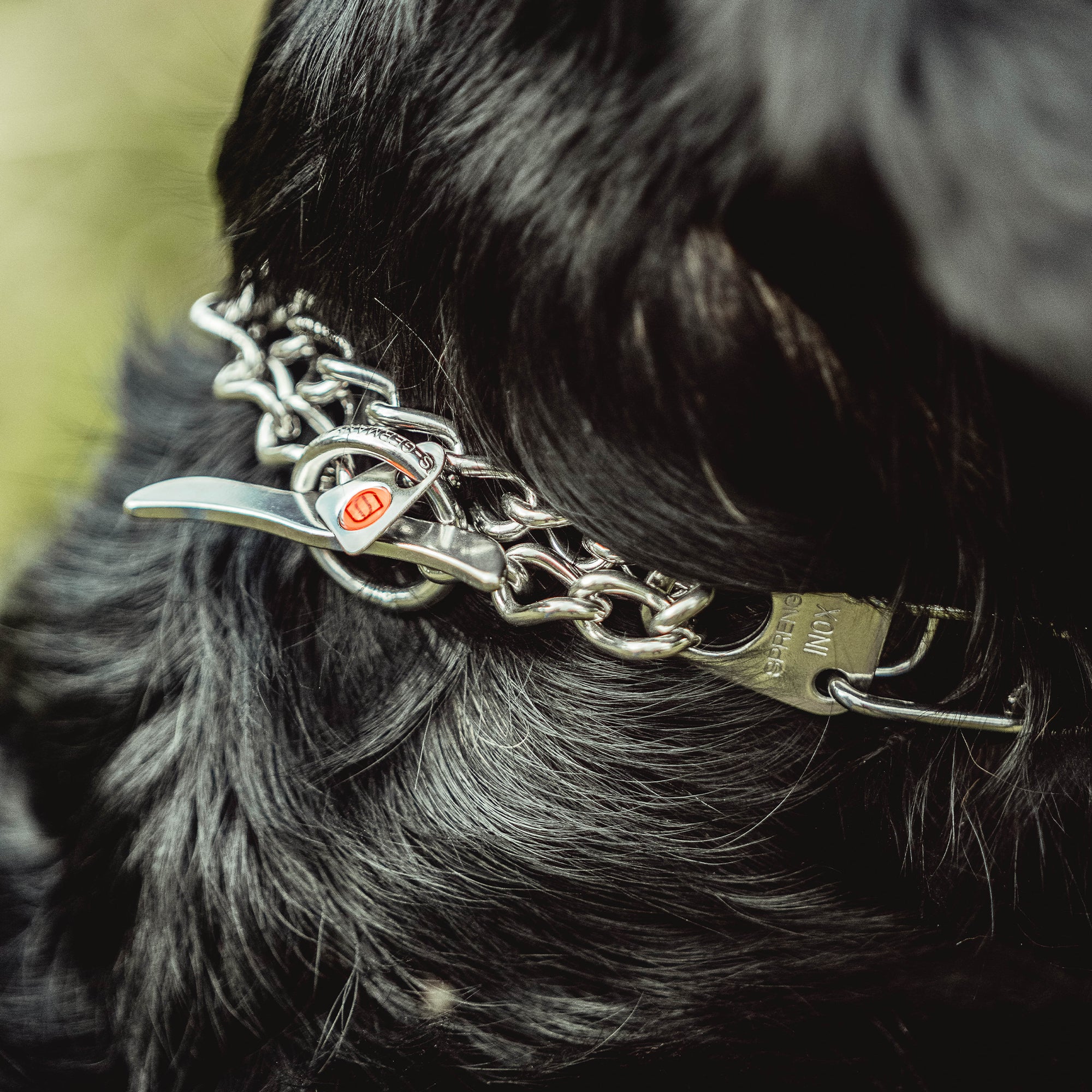 Nahaufnahme Walflossenverschluss der Dressurhalskette am Hund