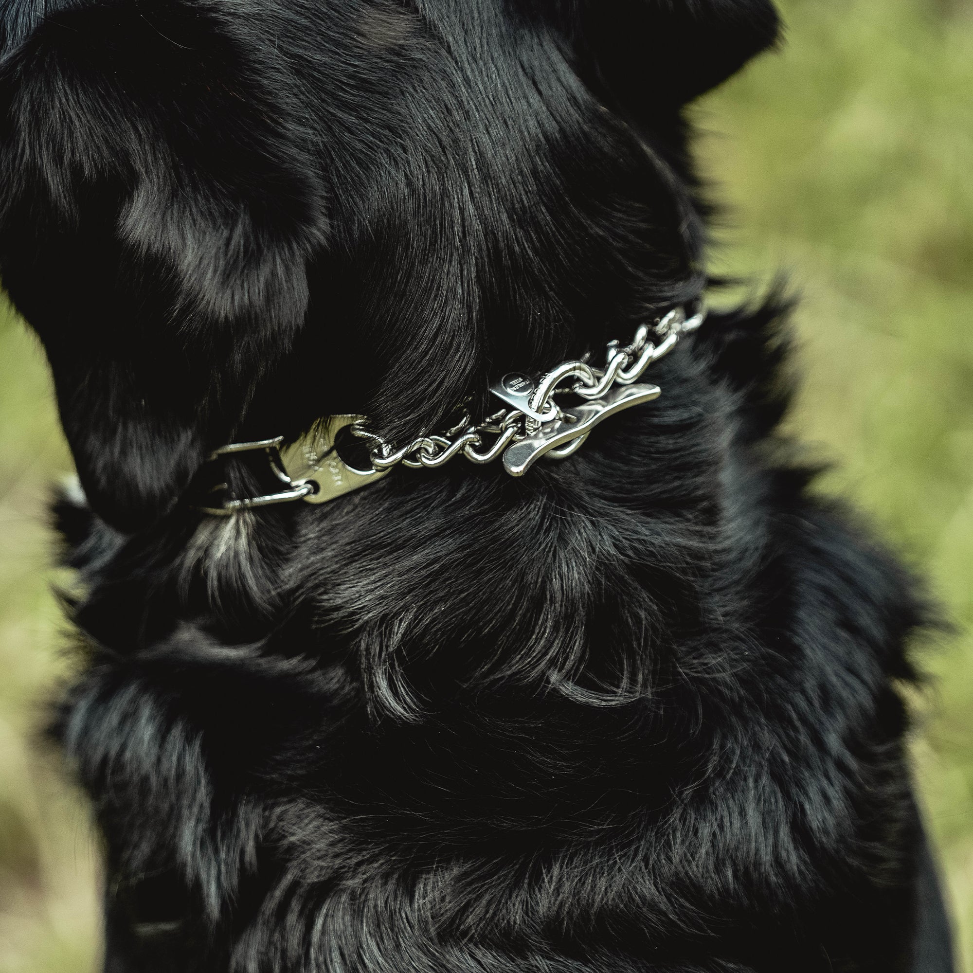Walflossenverschluss der Edelstahl Dressurhalskette am Hund