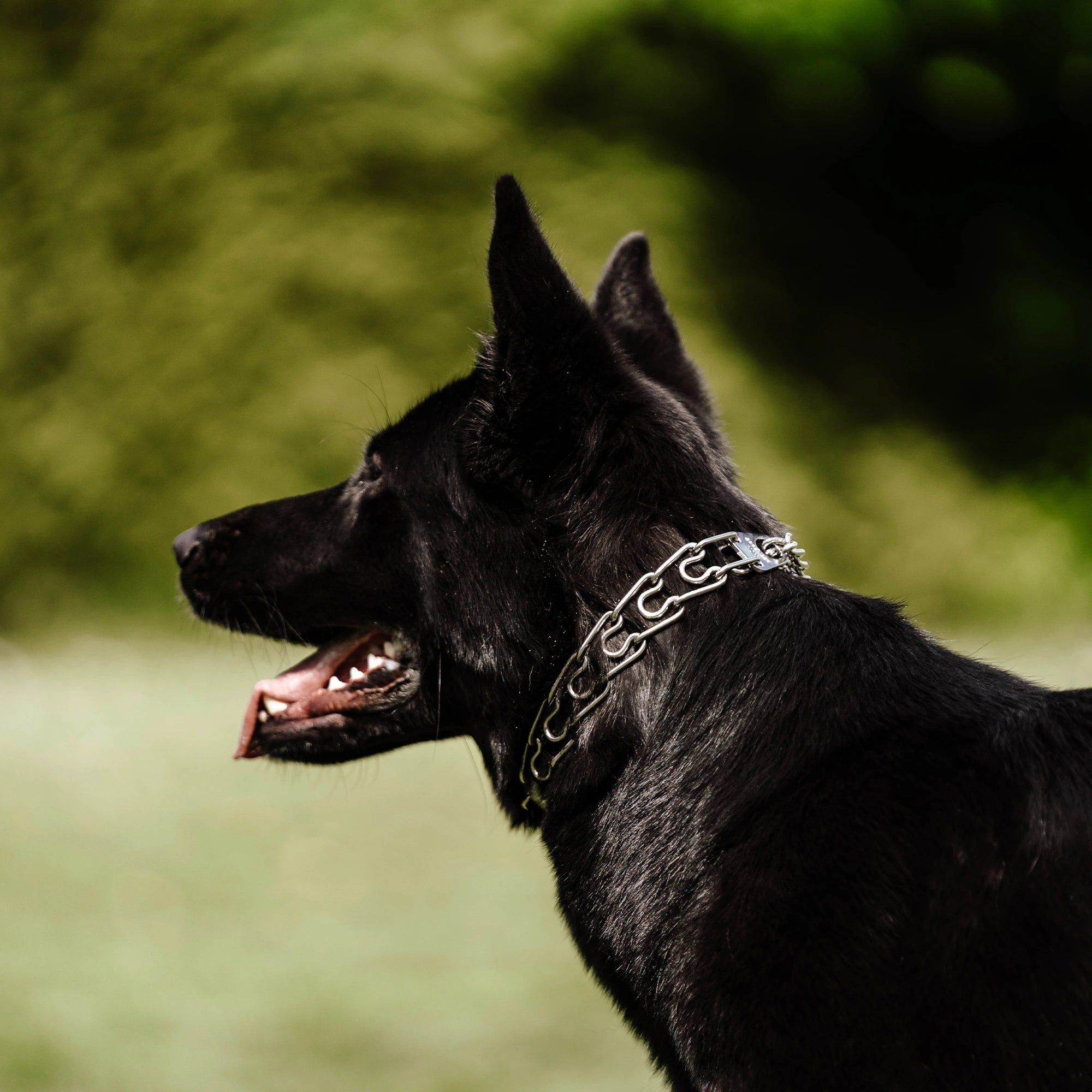 schwarzer Hund mit Edelstahl Dressurhalskette