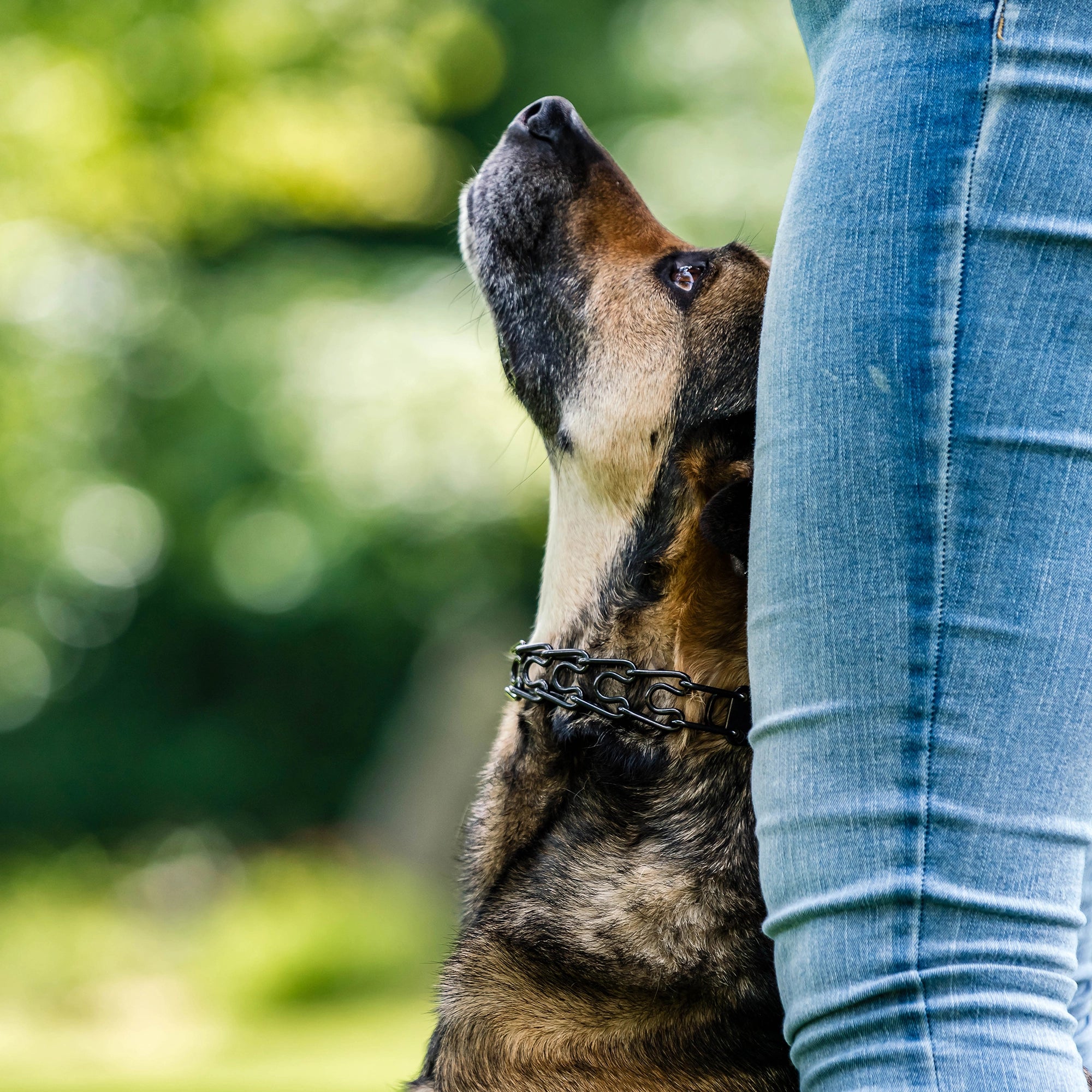 Hund mit Dressurhalskette Edelstahl schwarz