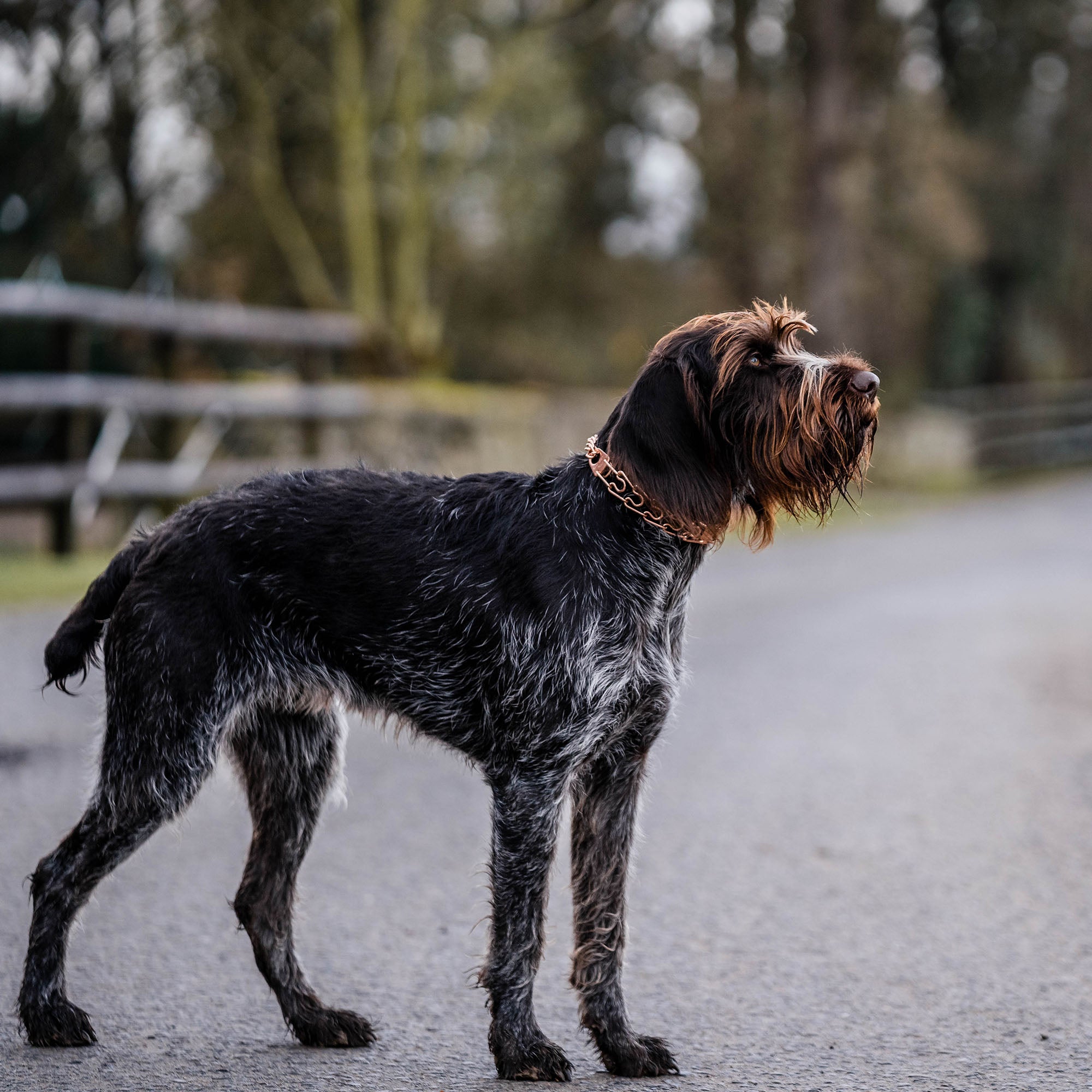Hund mit Curogan Dressurhalskette auf der Straße