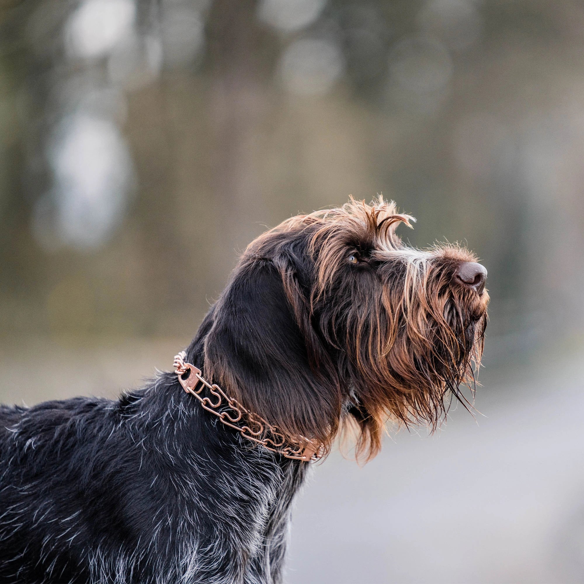 Hund mit Curogan Dressurhalskette