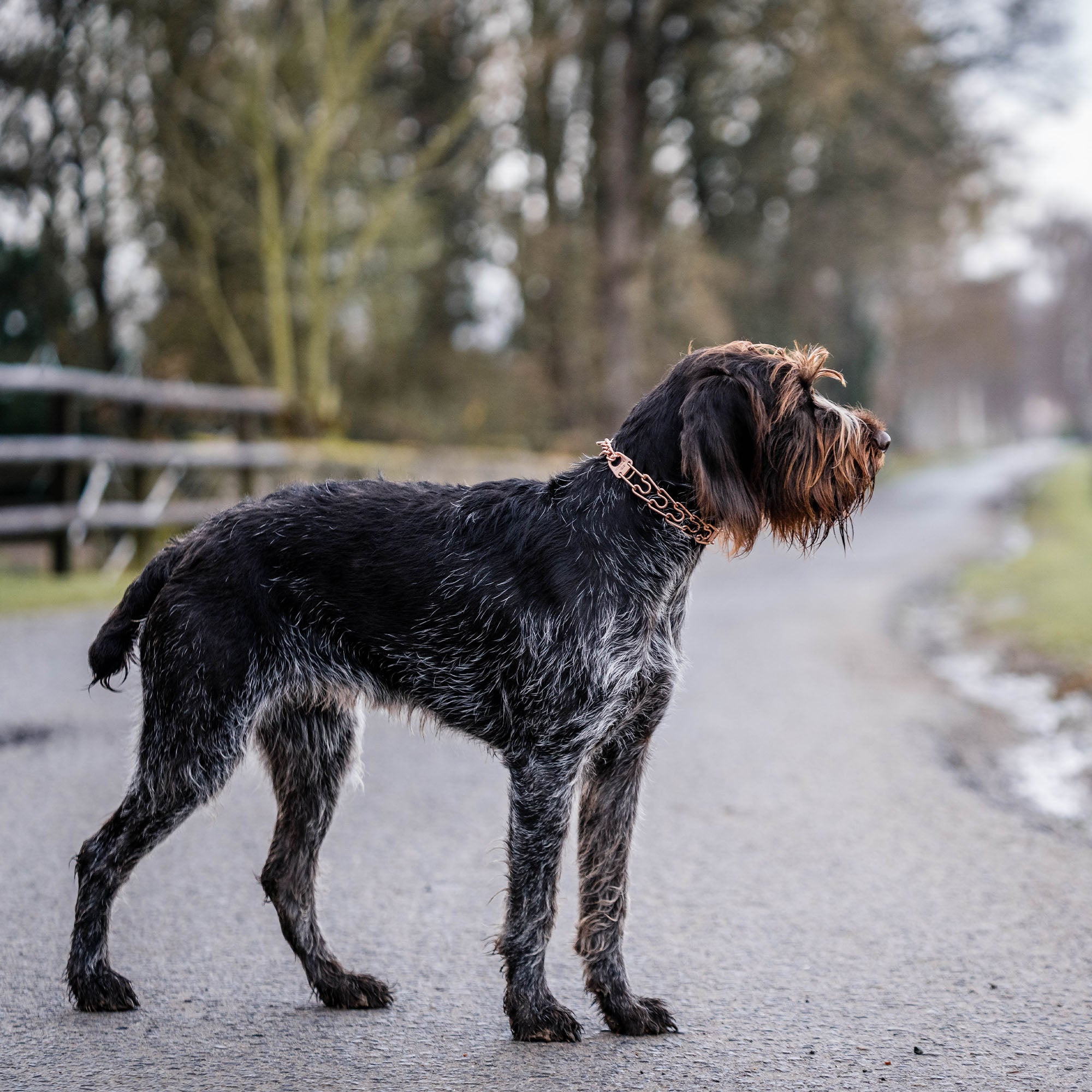 Hund mit Curogan Dressurhalskette auf der Straße