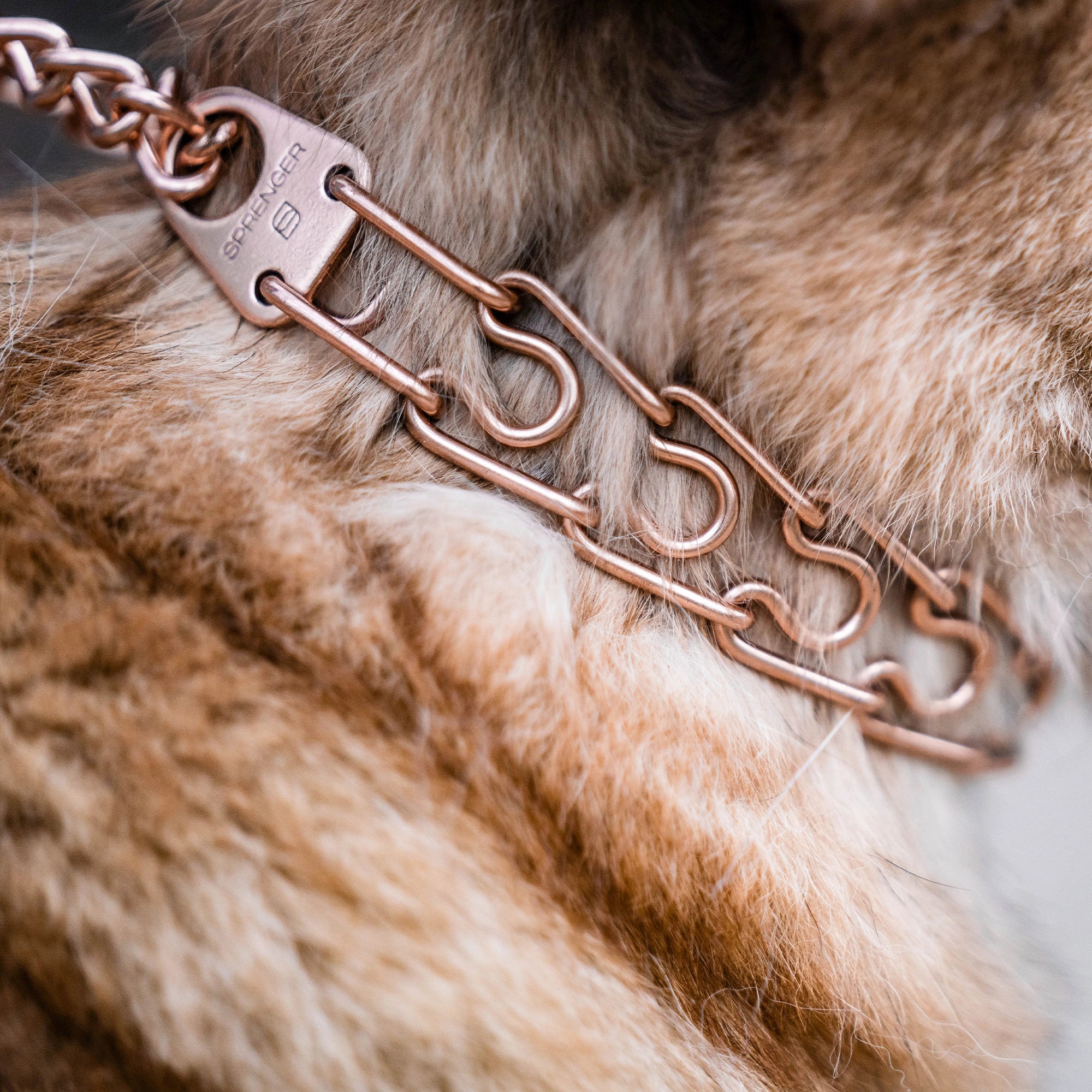 Nahaufnahme Curogan Dressurhalskette am Hund
