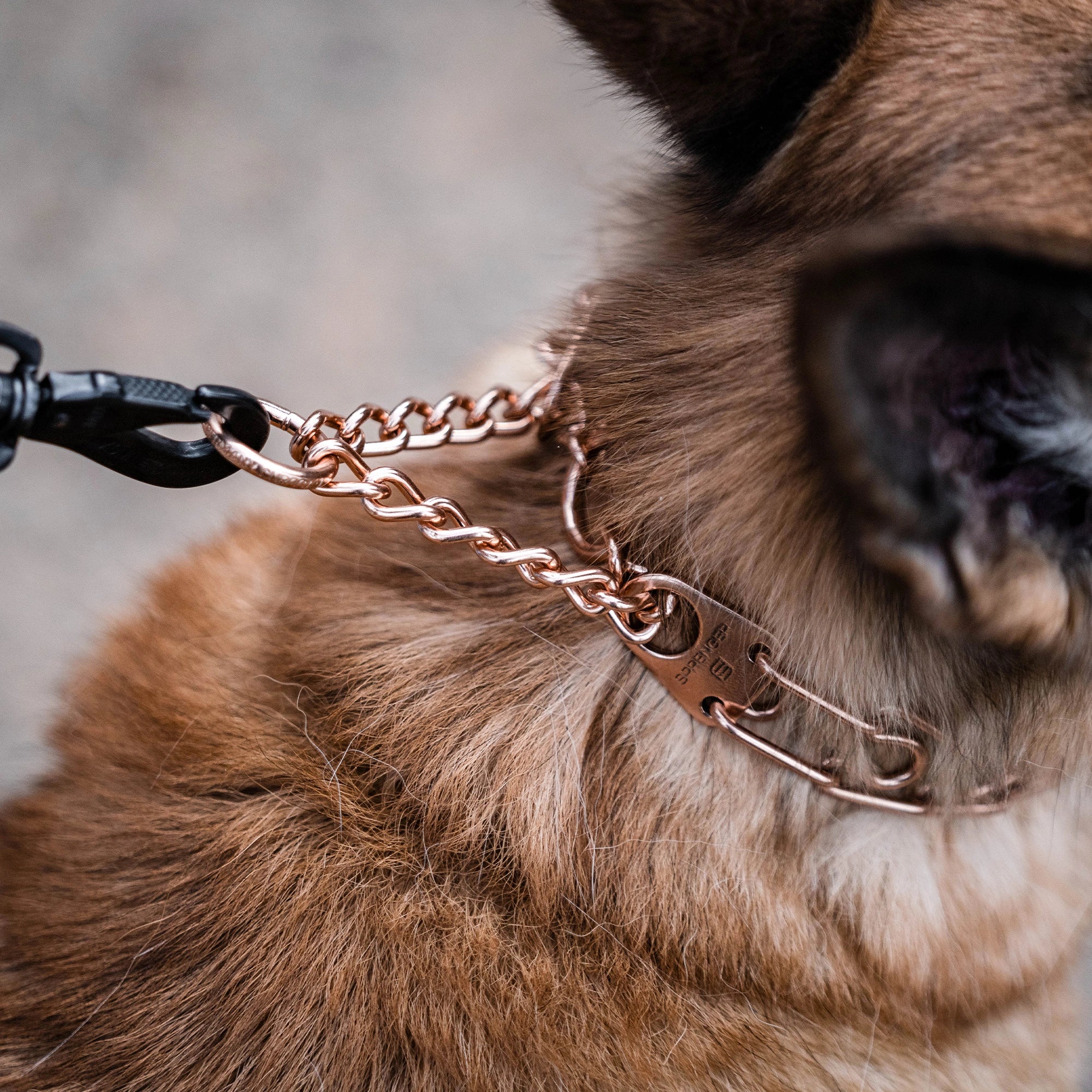 Nahaufnahme der Zugbegrenzung der Curogan Dressurhalskette am Hund