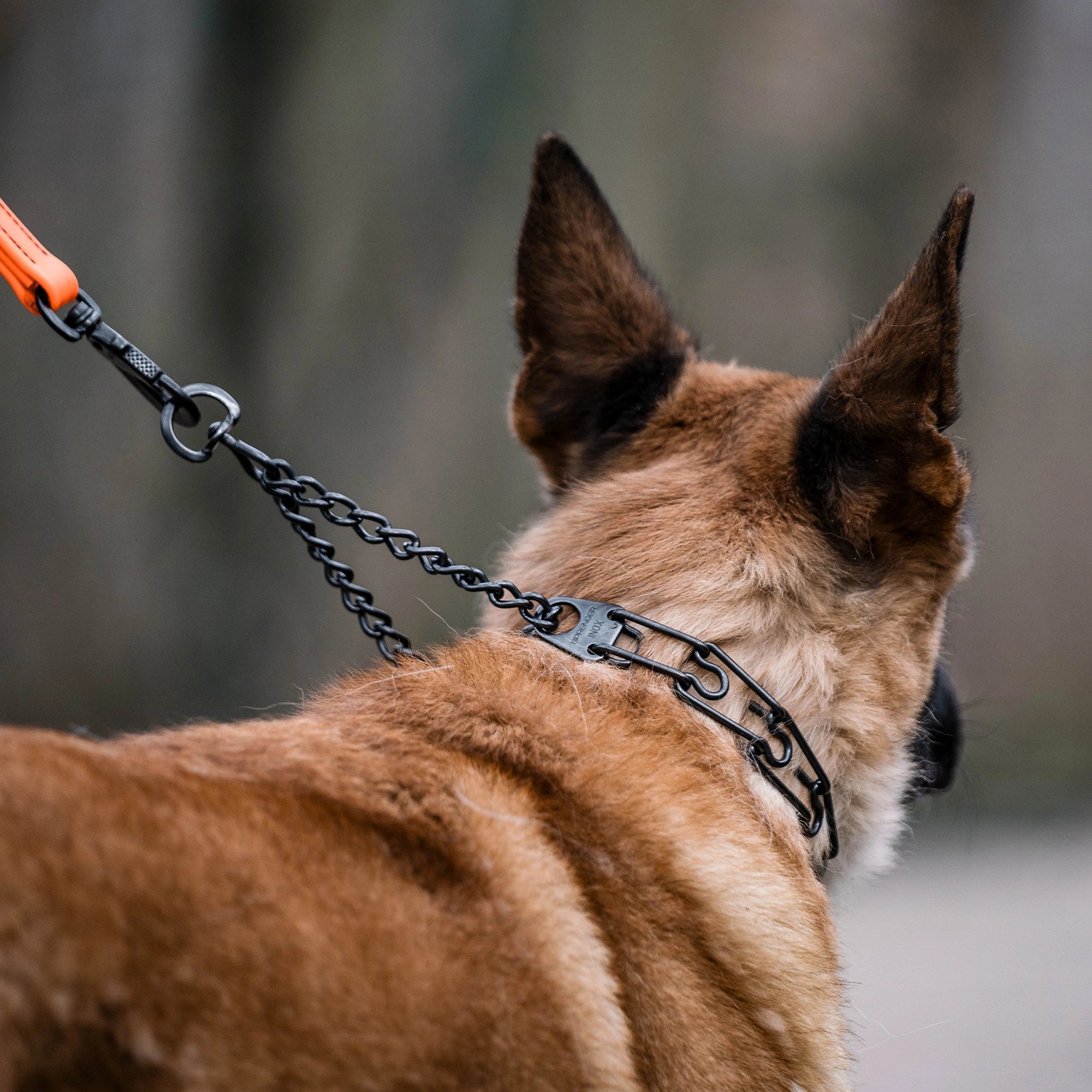 Hund mit Dressurhalskette Edelstahl schwarz