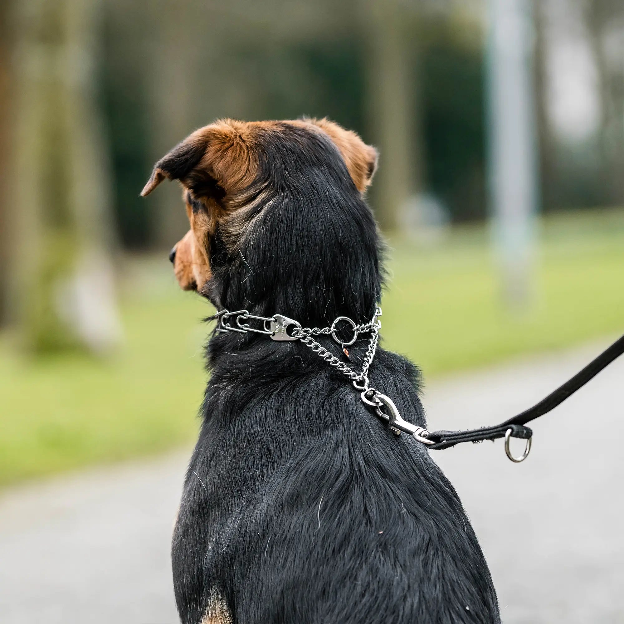 Hund mit Edelstahl Dressurhalskette mit Zugbegrenzung an schwarzer Leine