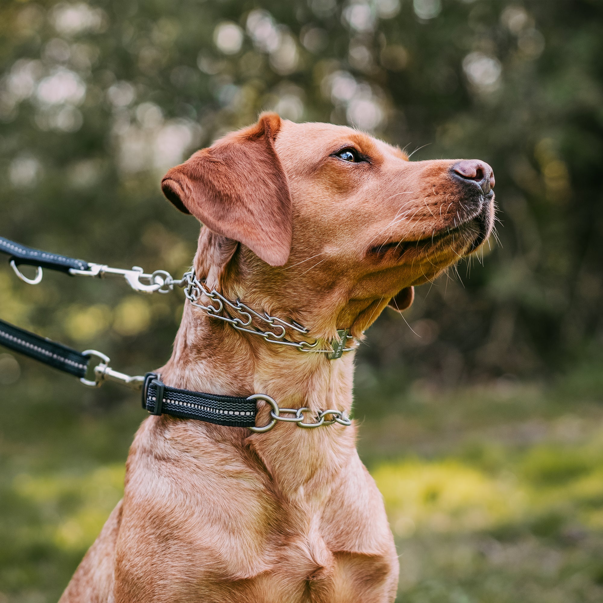 Hund mit Edelstahl Dressurhalskette und schwarzen Halsband