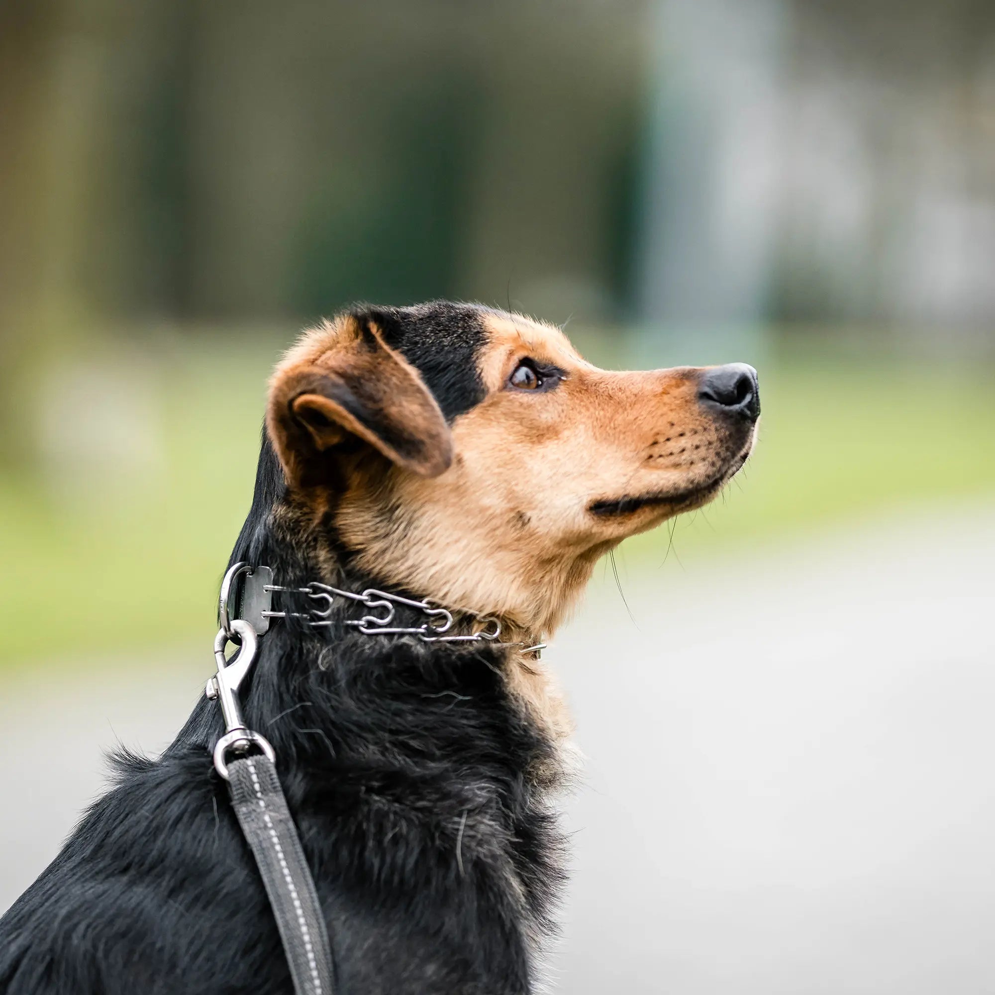 Hund mit Edelstahl Dressurhalskette
