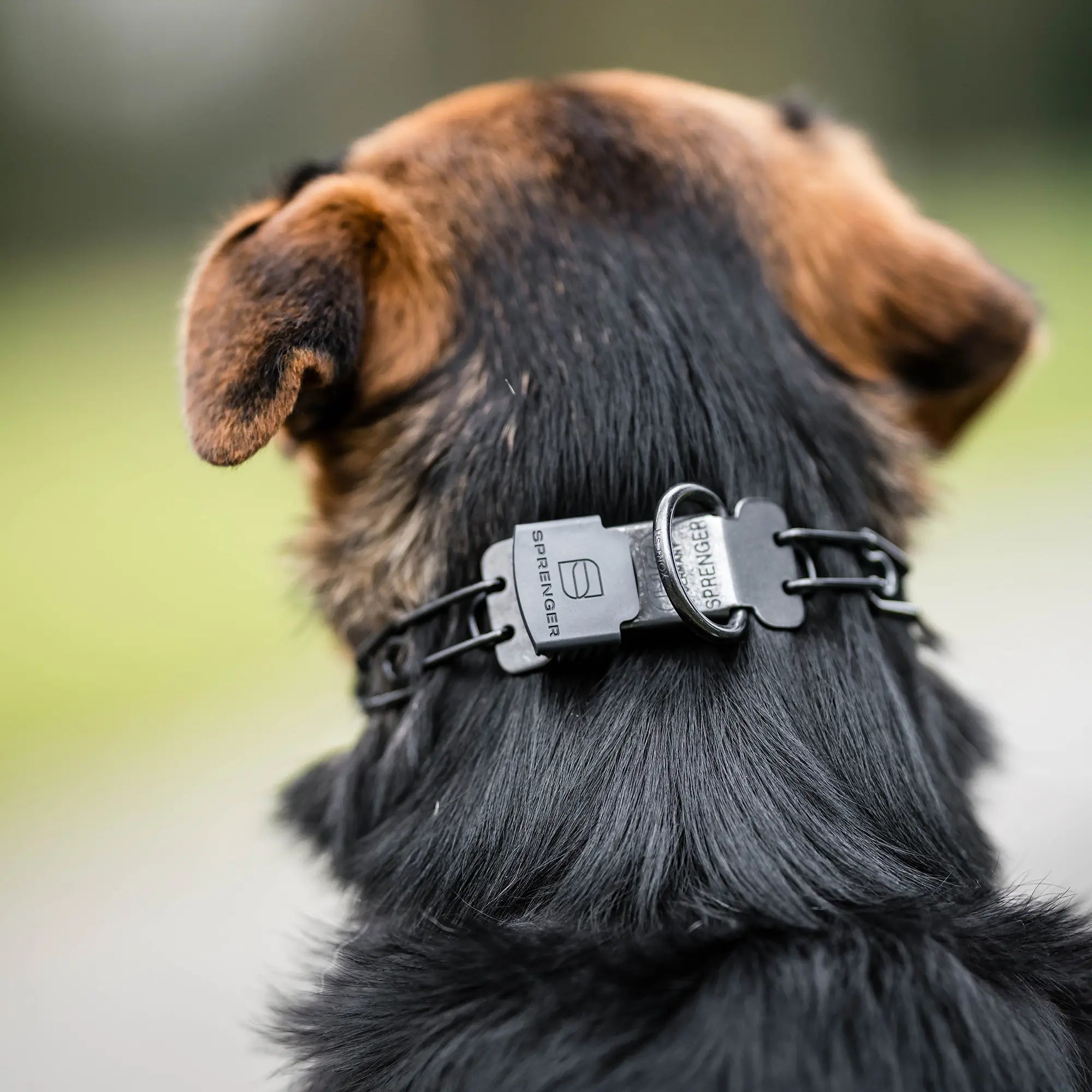 Nahaufnahme ClicLock an Dressurhalskette am Hund