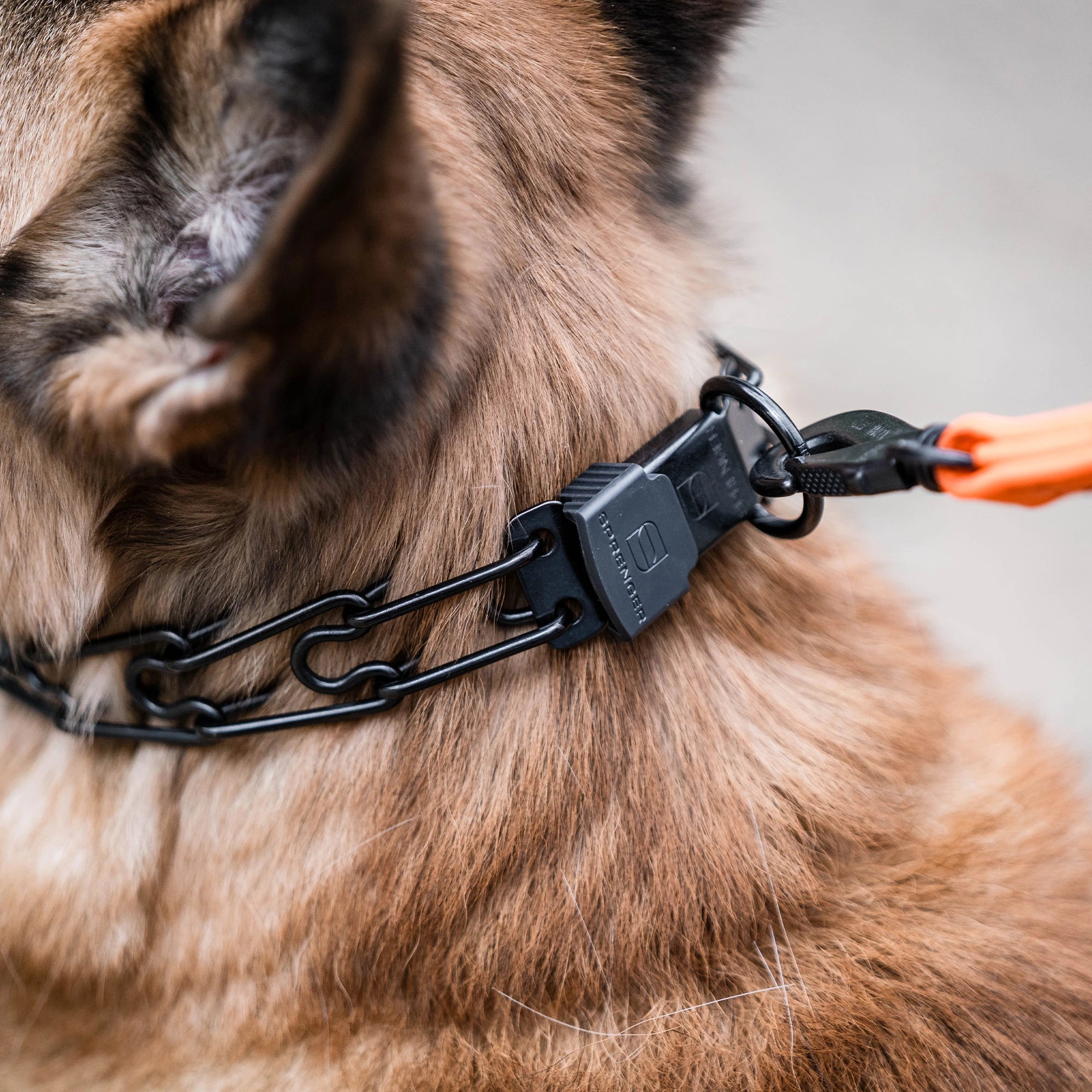 ClicLock matt schwarz der schwarzen Dressurhalskette am Hund