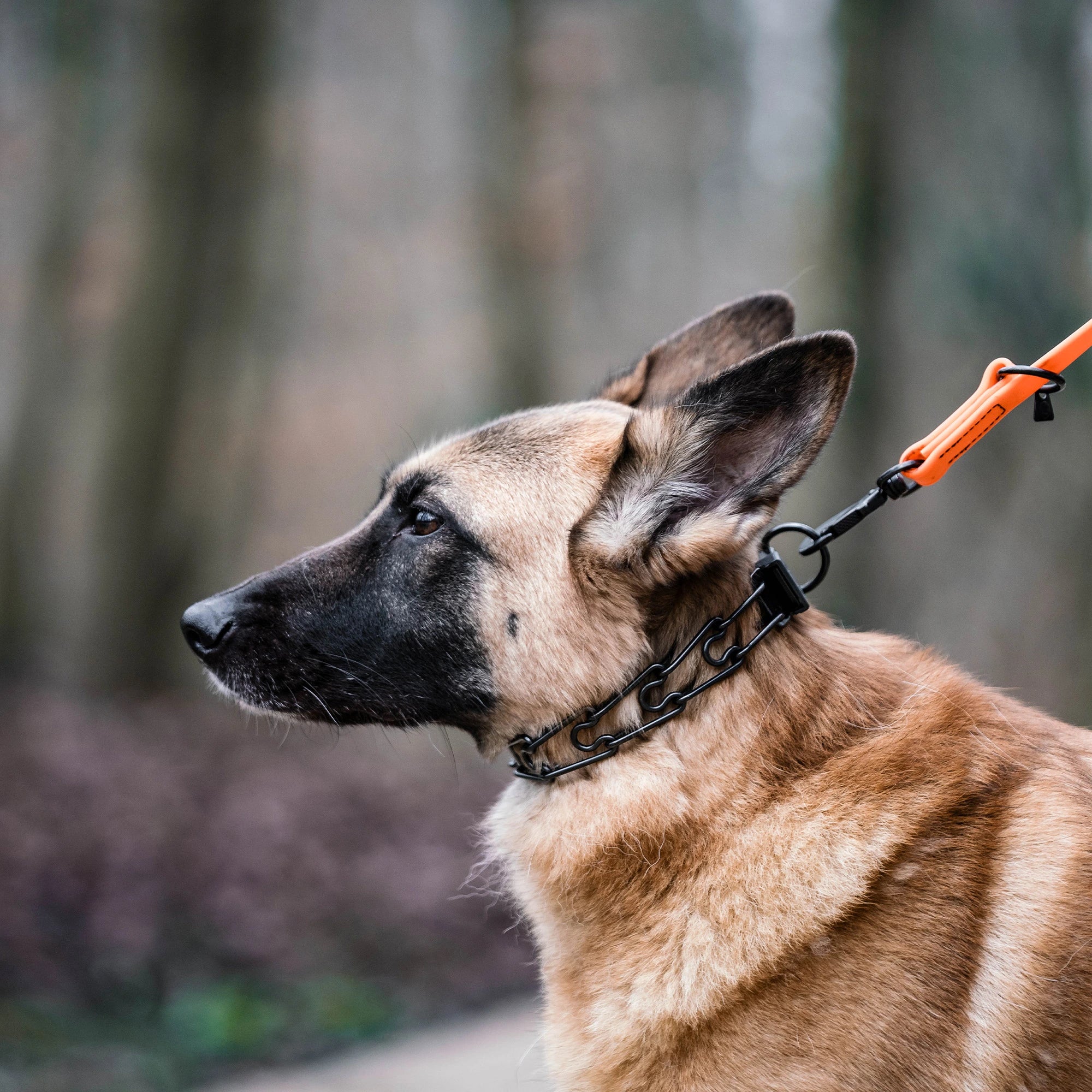 Hund mit Dressurhalskette Edelstahl schwarz an orangener Biothane Leine