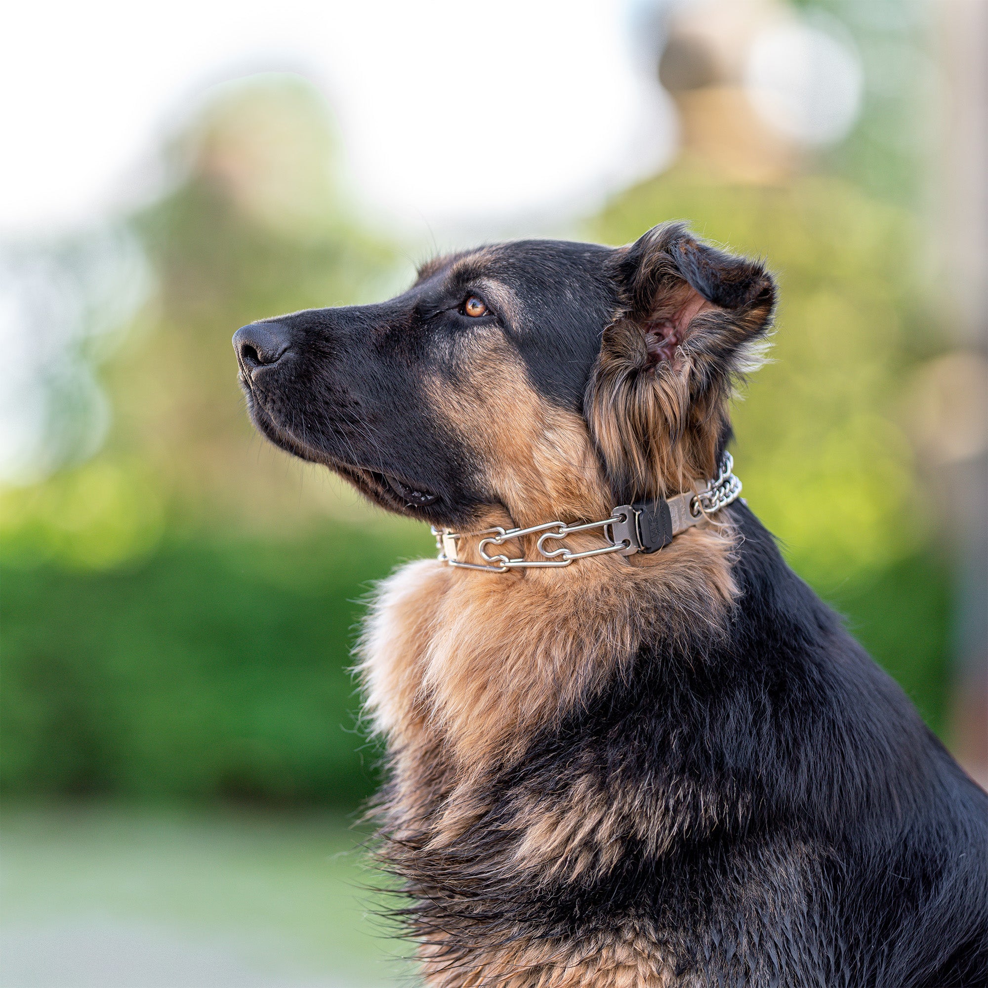 Hund mit Edelstahl Dressurhalskette