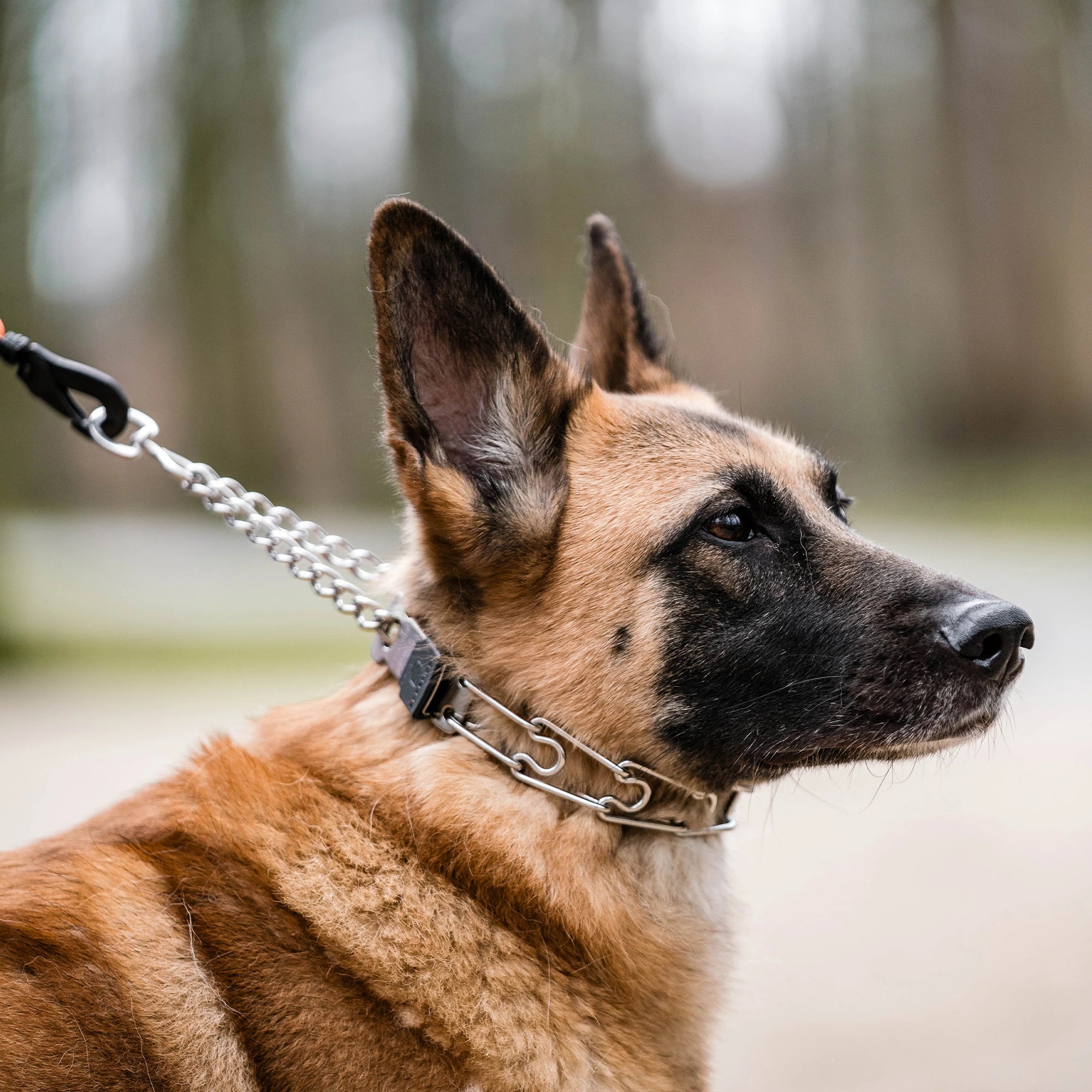 Hund mit Edelstahl Dressurhalskette mich ClicLock