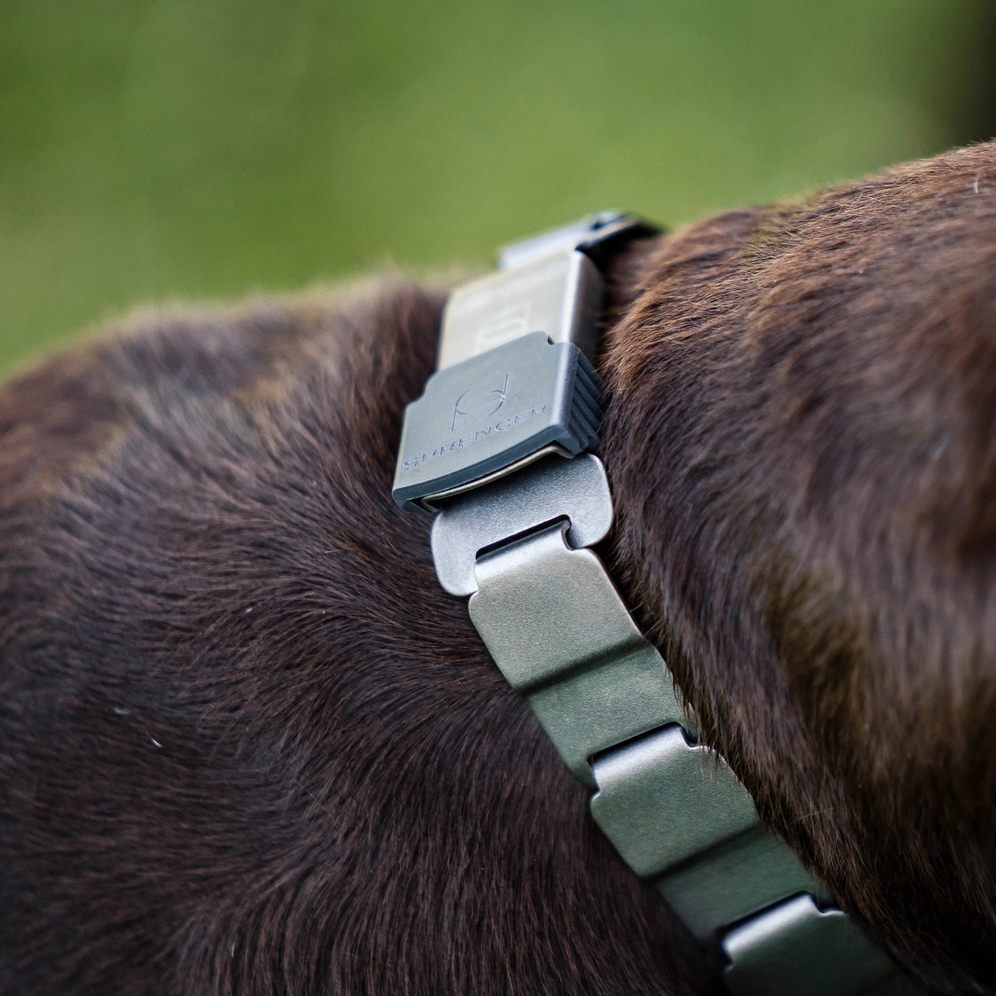 Nahaufnahme ClicLock Verschluss des NeckTech Halsbands am Hund