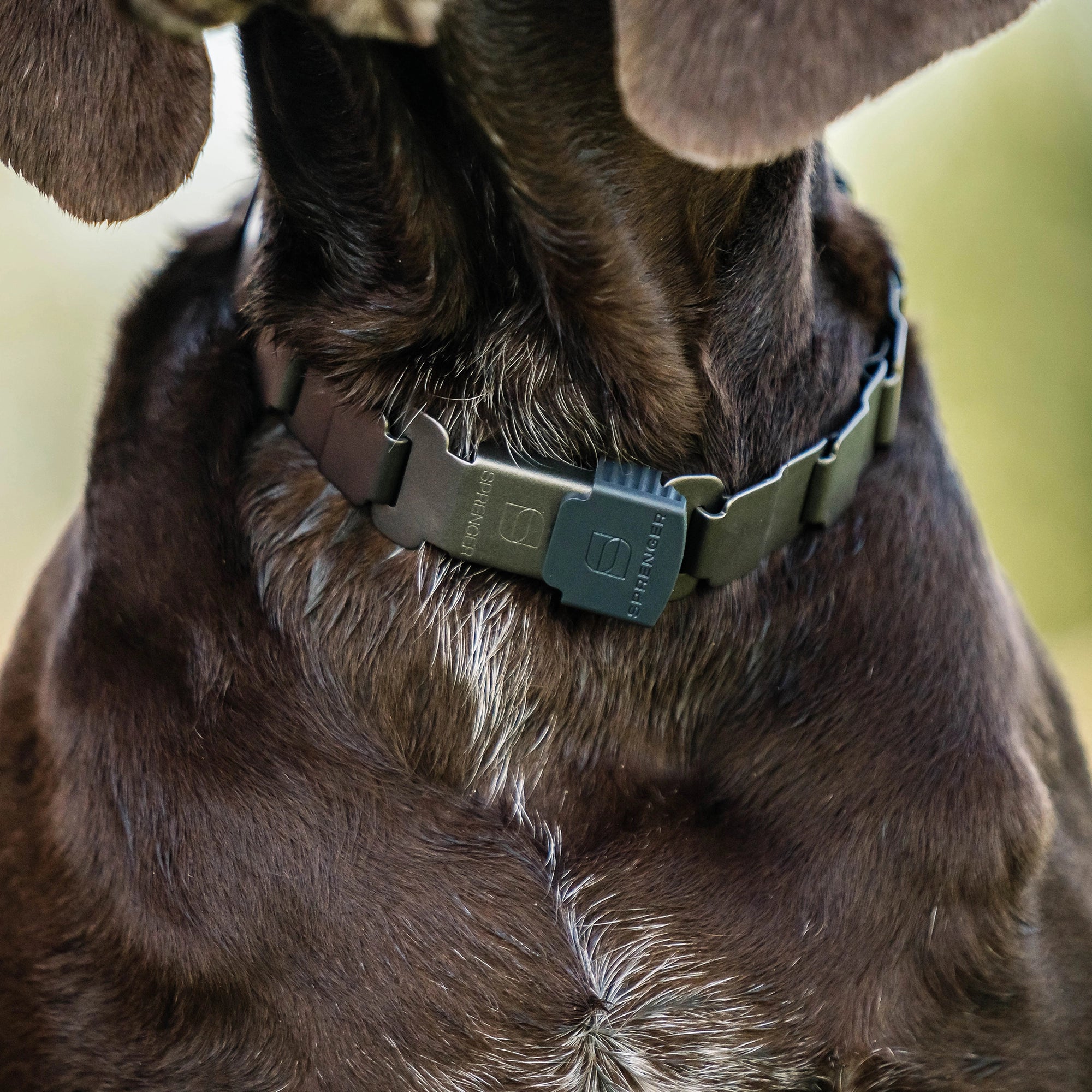 Hund mit NeckTech Sport Halsband
