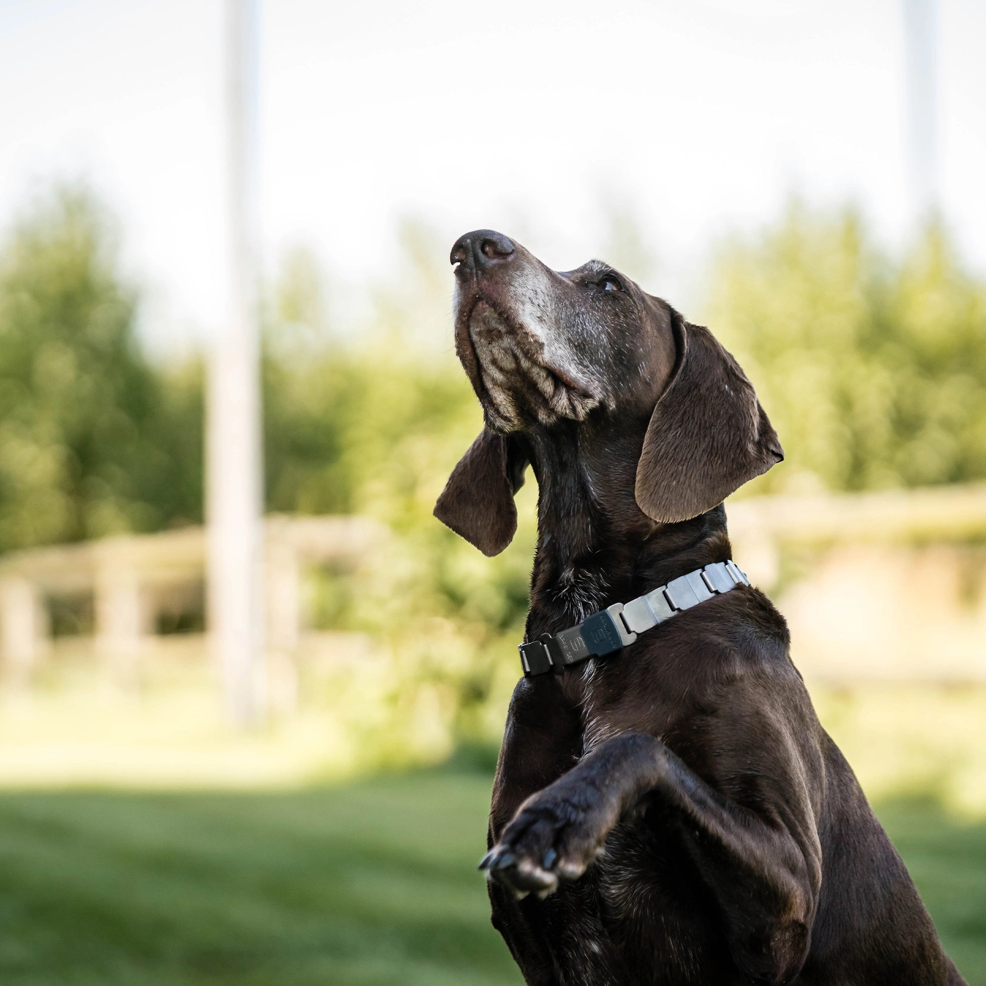 Hund mit NeckTech Sport Halsband