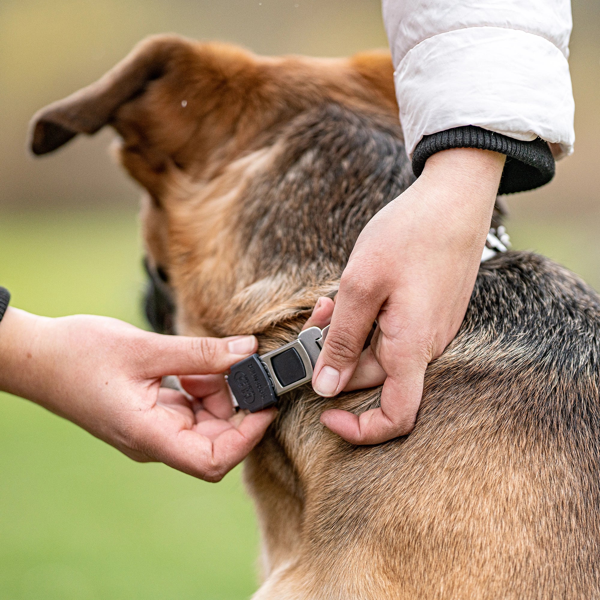 Verschließen des ClicLock am Hund