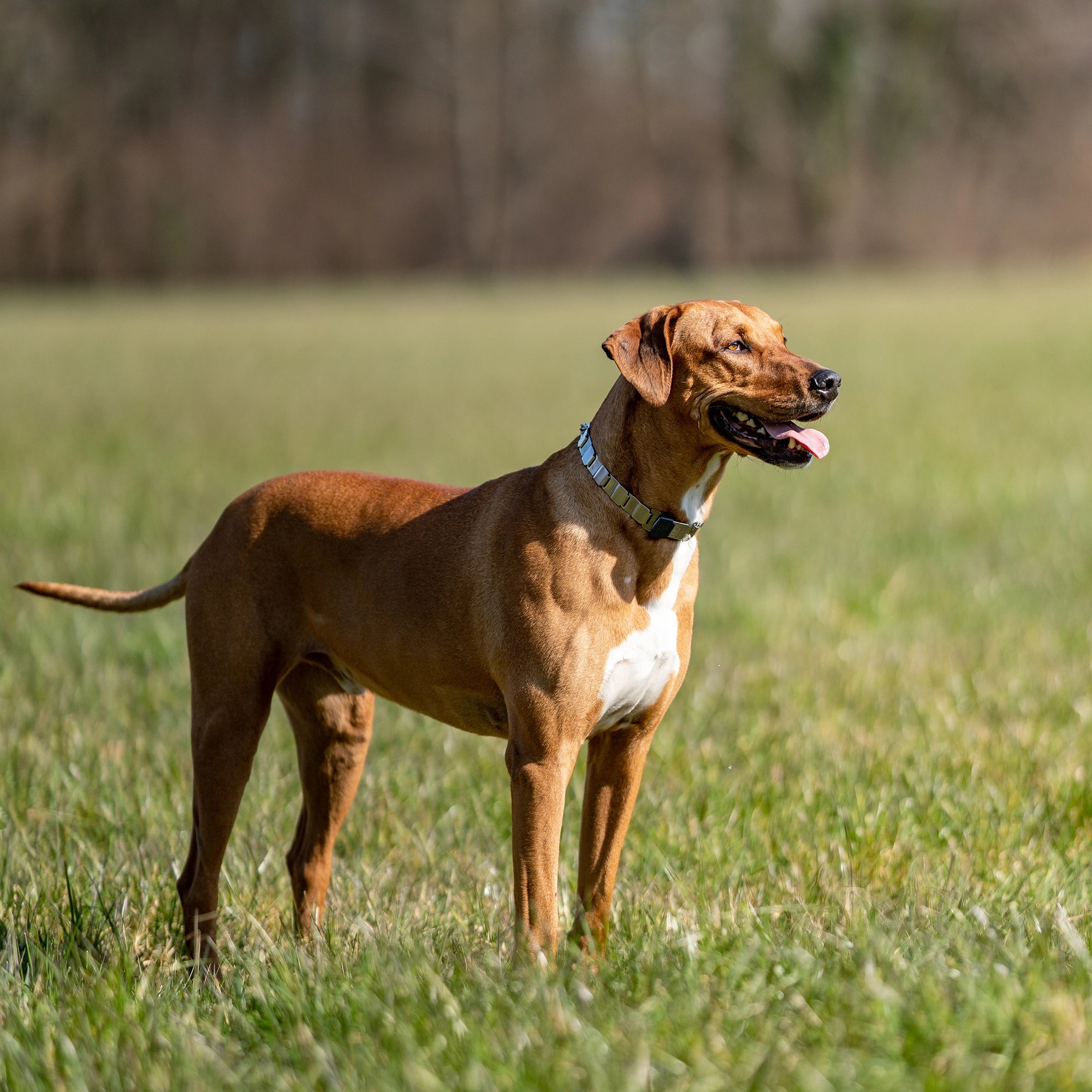 Hund mit NeckTech Fun Halsband mit Durchzugskette auf der Wiese