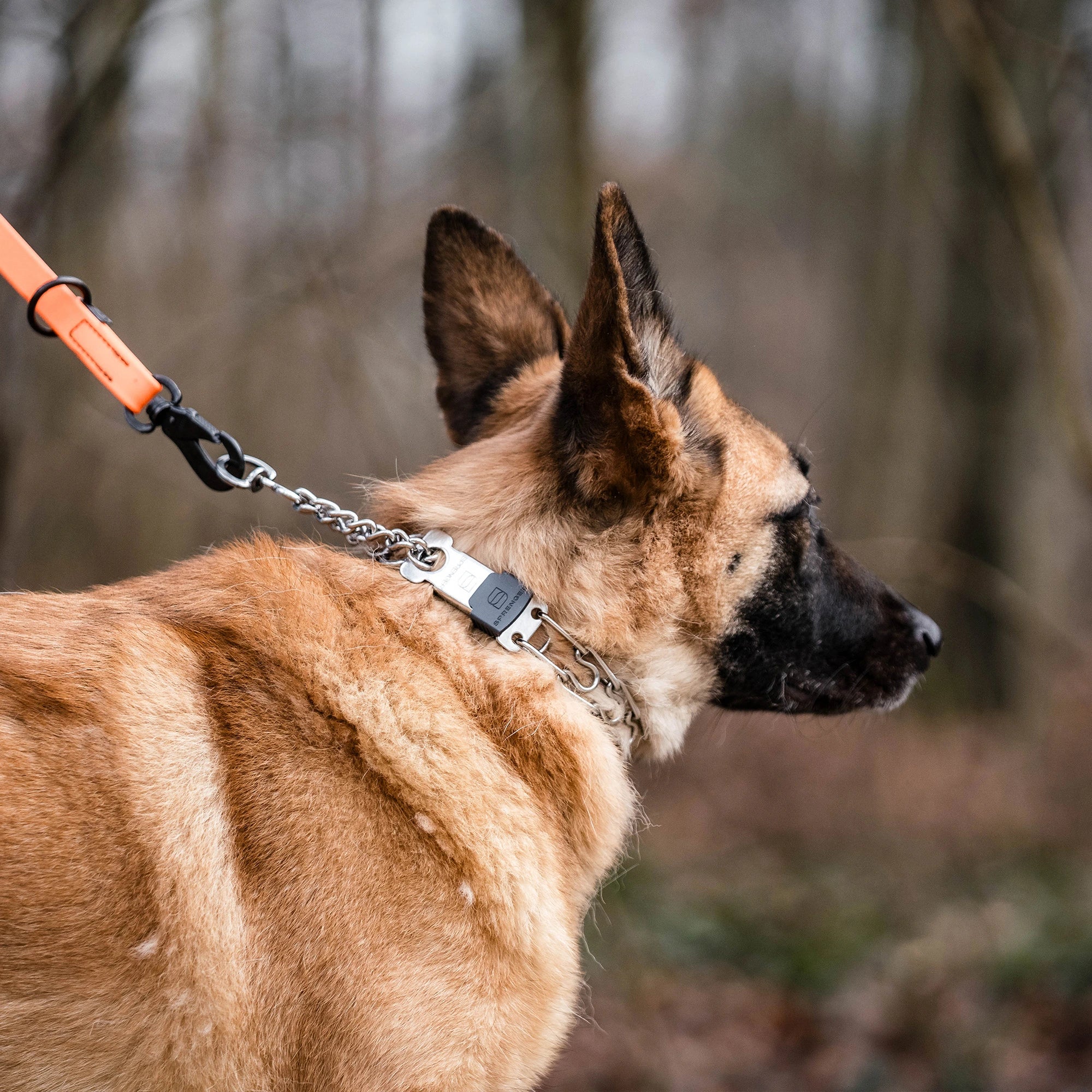 Hund mit Edelstahl Dressurhalskette mit ClicLock