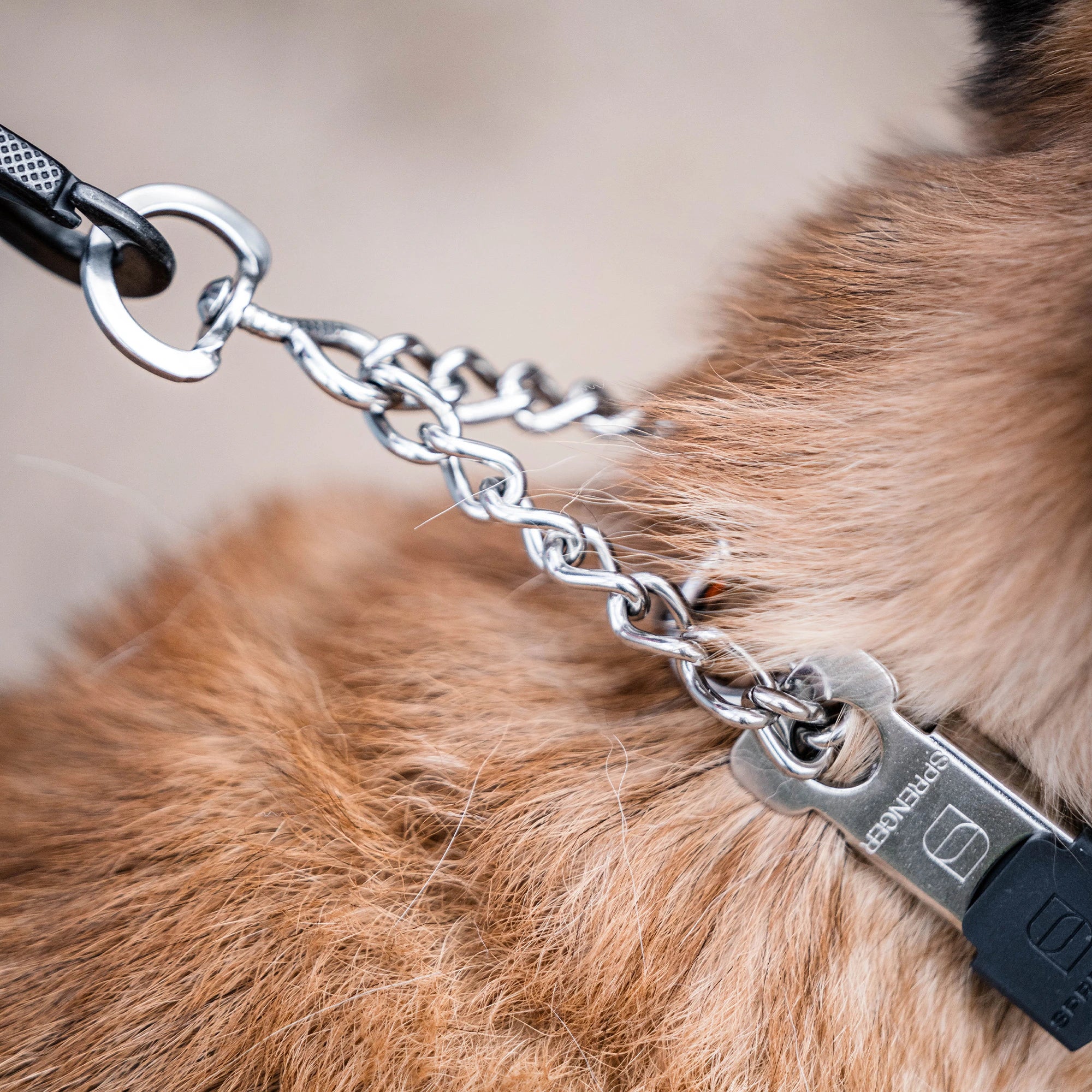 Nahaufnahme der Zugbegrenzung der Edelstahl Dressurhalskette am Hund