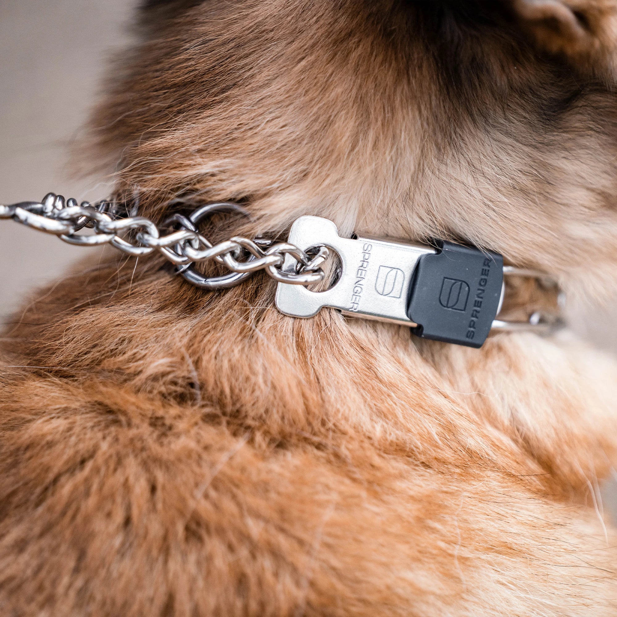 Hund mit Edelstahl Dressurhalskette mit ClicLock Nahaufnahme