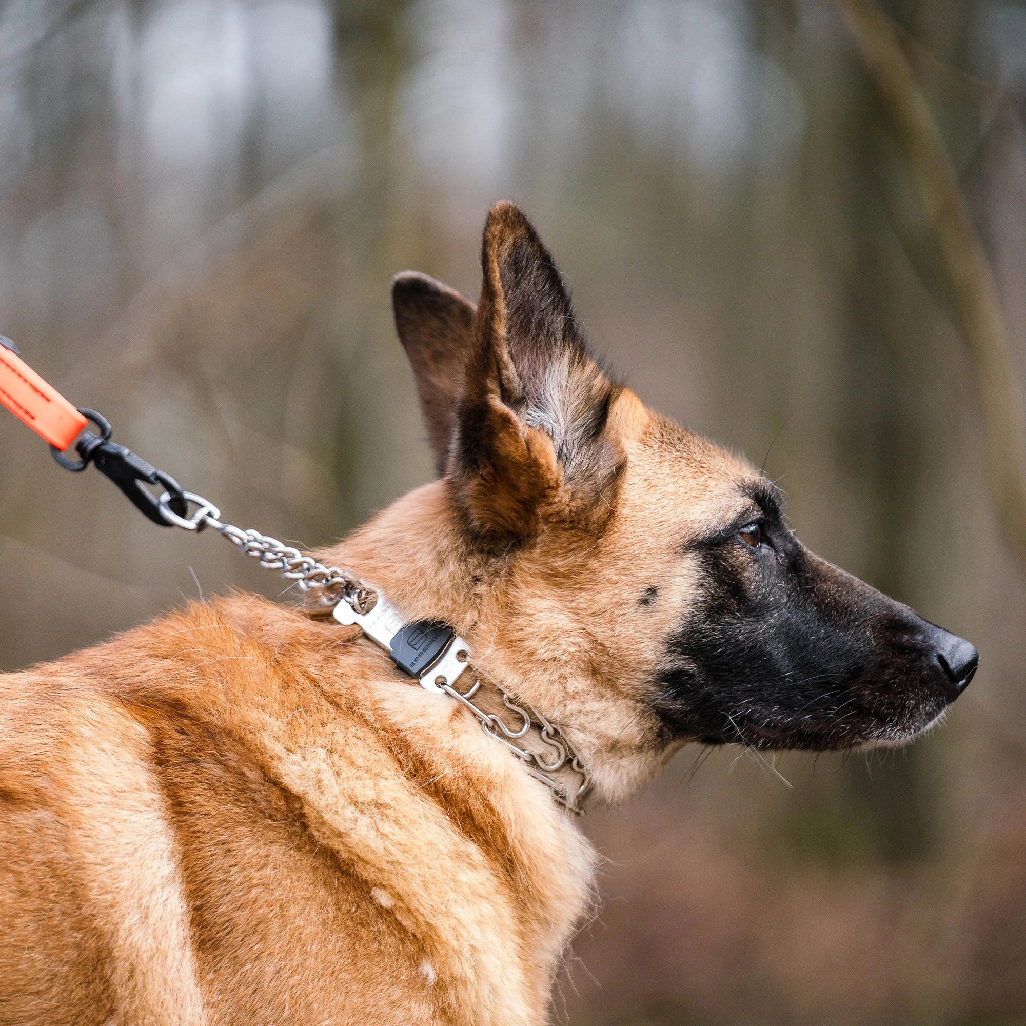 Hund mit Edelstahl Dressurhalskette mit ClicLOck