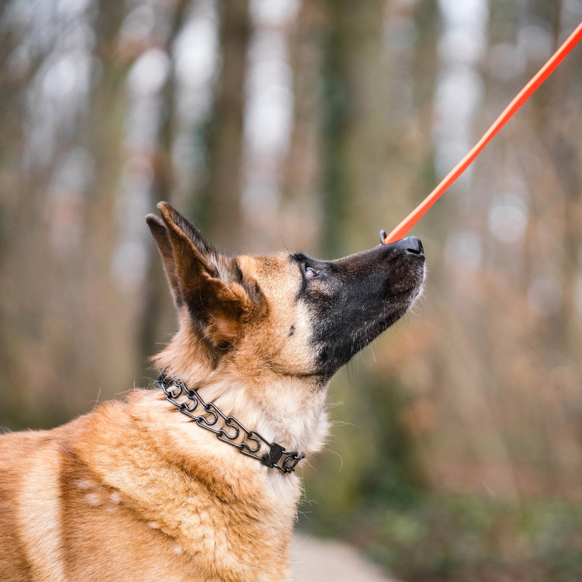 Hund mit Dressurhalskette Edelstahl schwarz und orangener Leine