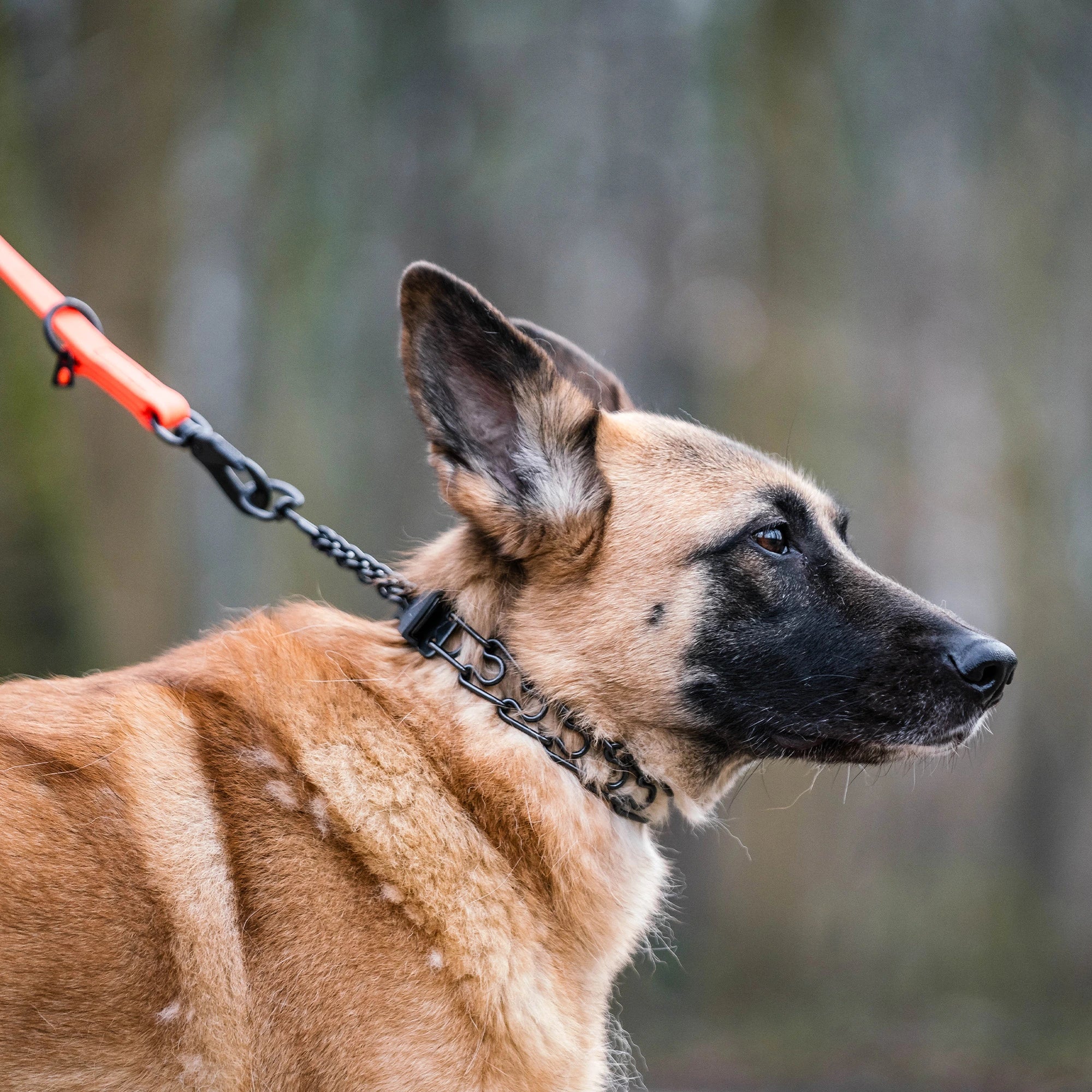 Hund mit Dressurhalskette Edelstahl schwarz